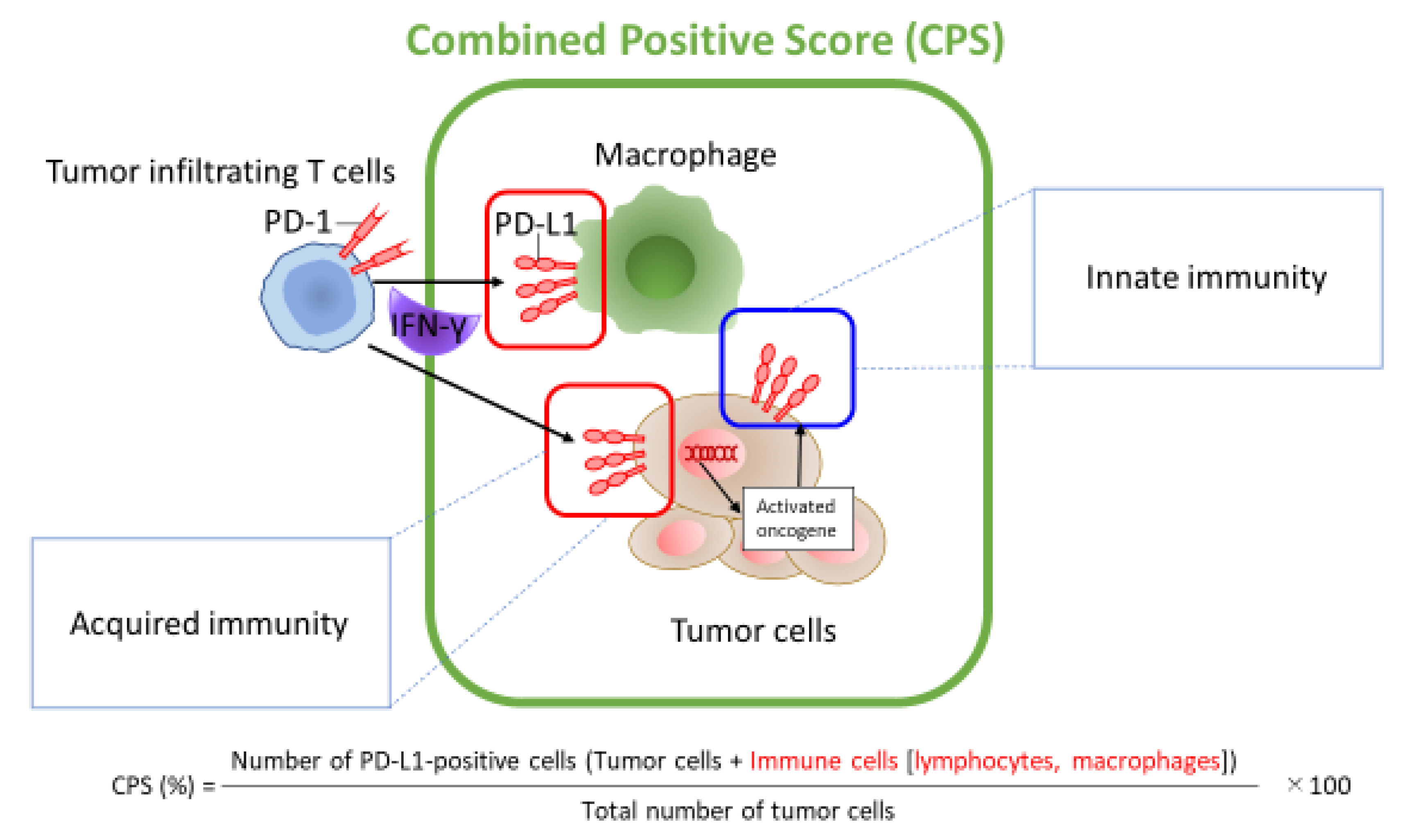 Ijms 22 00240 g002 Ijms 22 00240 g002