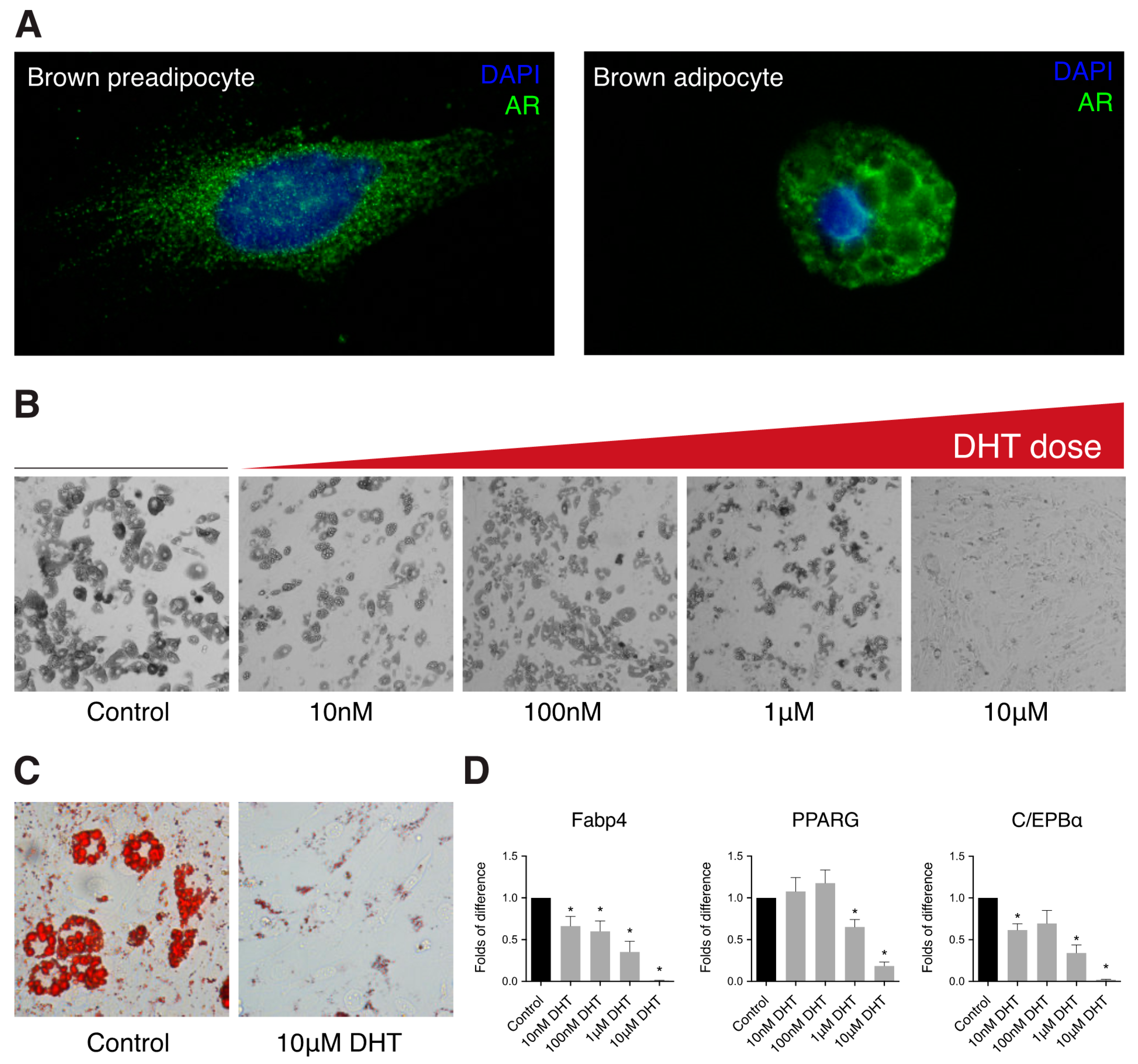 Full article: Comparative transcriptomic analysis of rabbit interscapular  brown adipose tissue whitening under physiological conditions