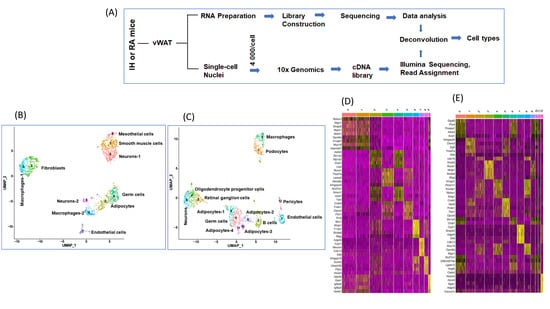 IJMS Free Full Text Transcriptomic Changes of Murine Visceral  