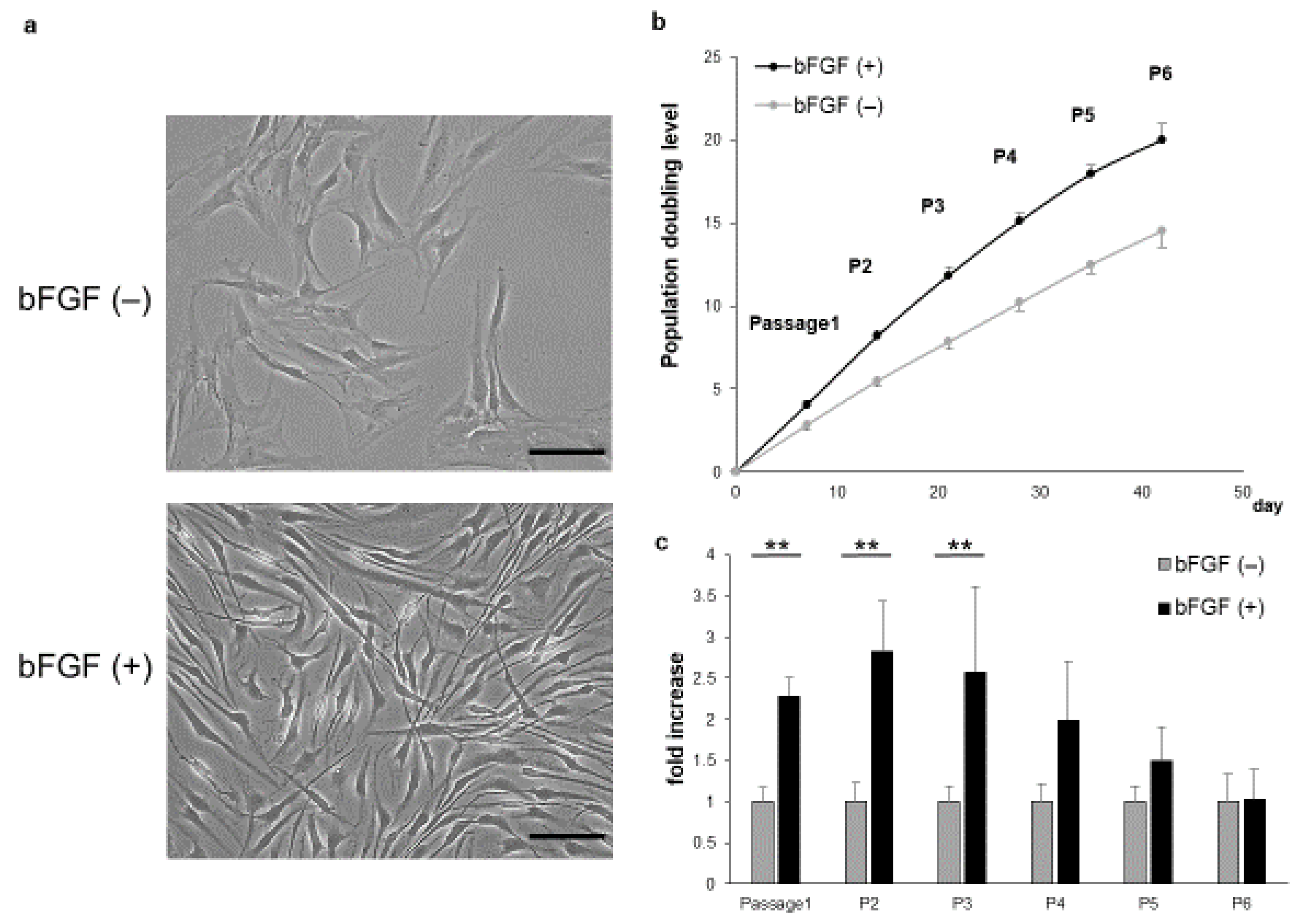 IJMS | Free Full-Text | Promoting Effect of Basic Fibroblast Growth ...