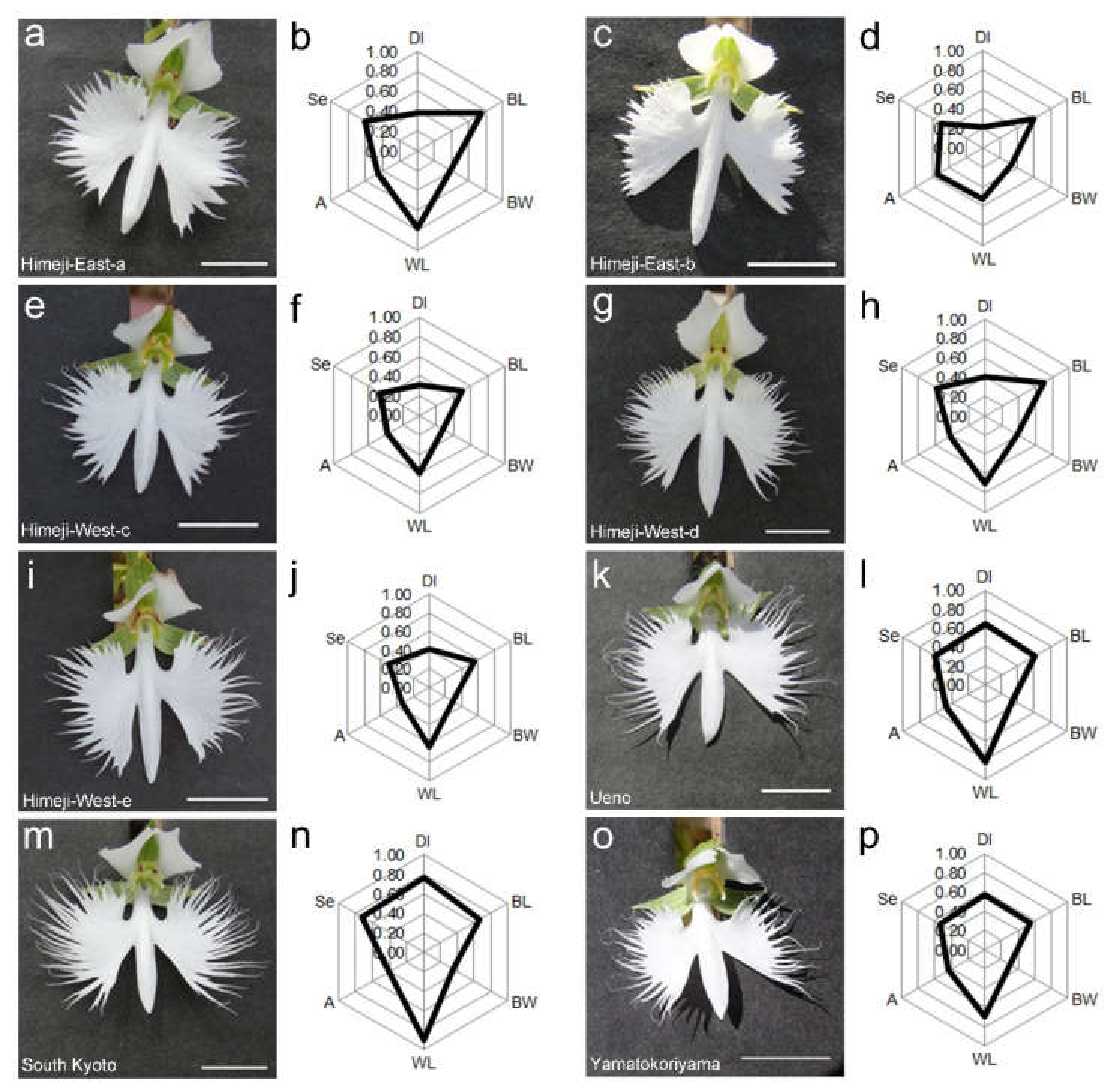 Ijms Free Full Text Morphological And Genetic Diversities Of Habenaria Radiata Orchidaceae In The Kinki Area Japan Html