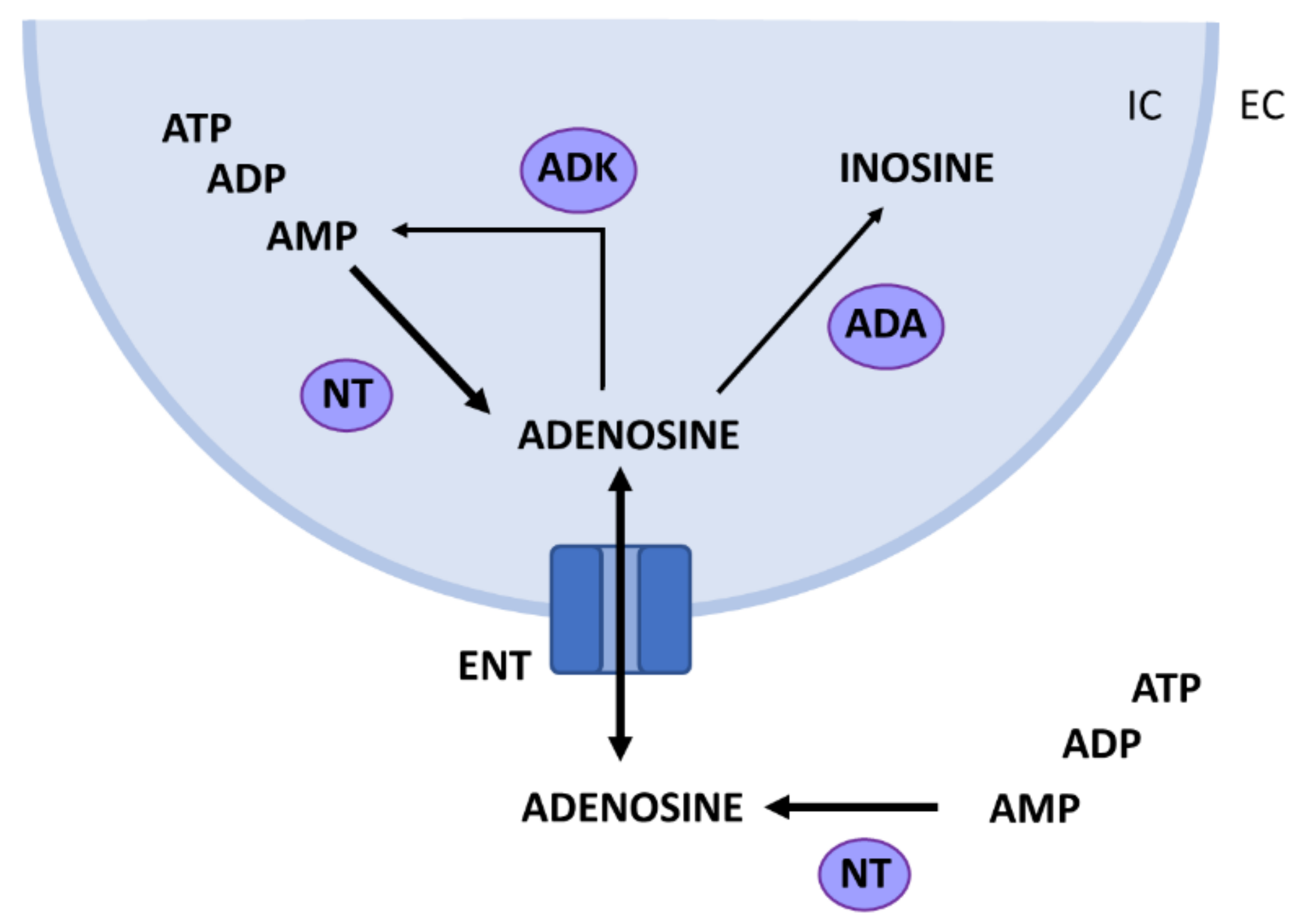 IJMS | Free Full-Text | The Signaling Pathways Involved in the  Anticonvulsive Effects of the Adenosine A1 Receptor | HTML