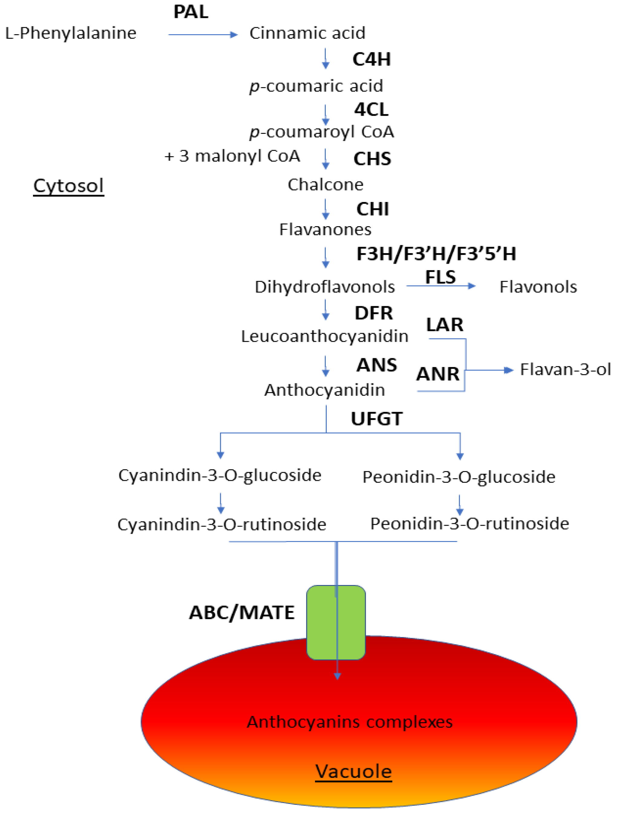Ijms Free Full Text Molecular Bases Of Fruit Quality In Prunus Species An Integrated Genomic Transcriptomic And Metabolic Review With A Breeding Perspective Html