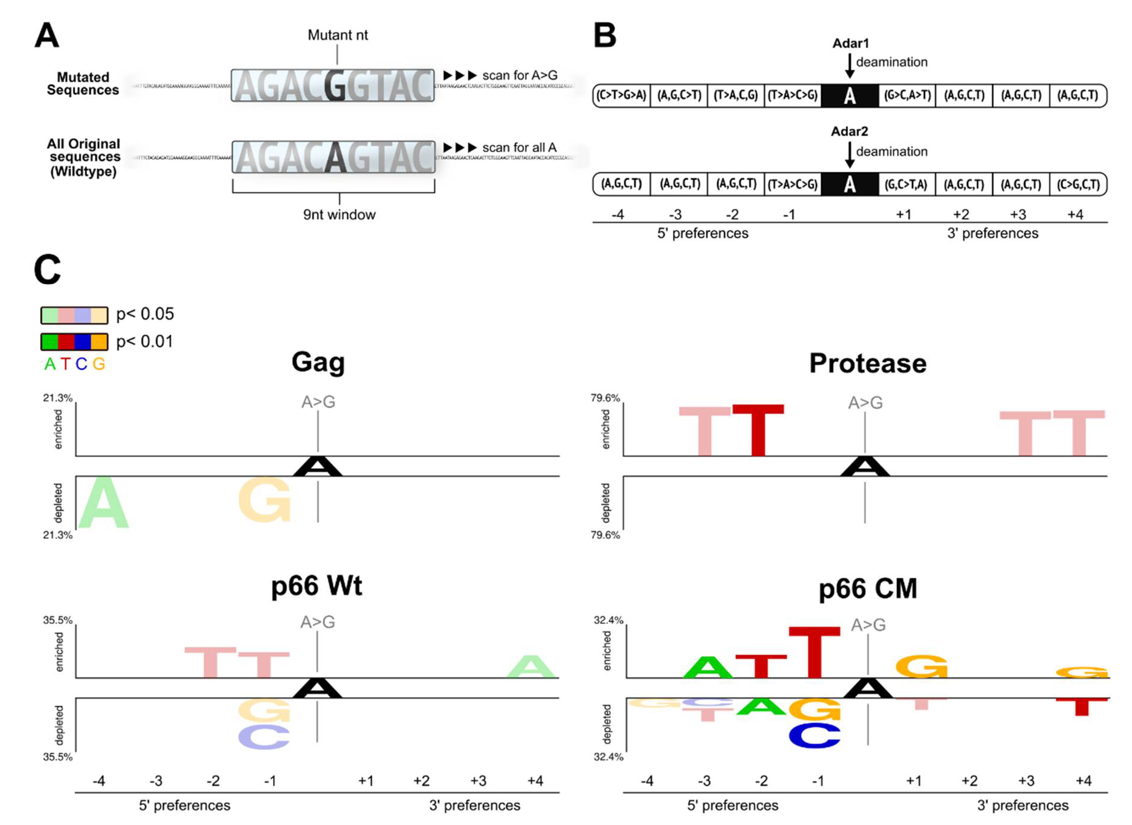 Ijms Free Full Text Spontaneous Mutations In Hiv 1 Gag Protease Rt P66 In The First Replication Cycle And How They Appear Insights From An In Vitro Assay On Mutation Rates And