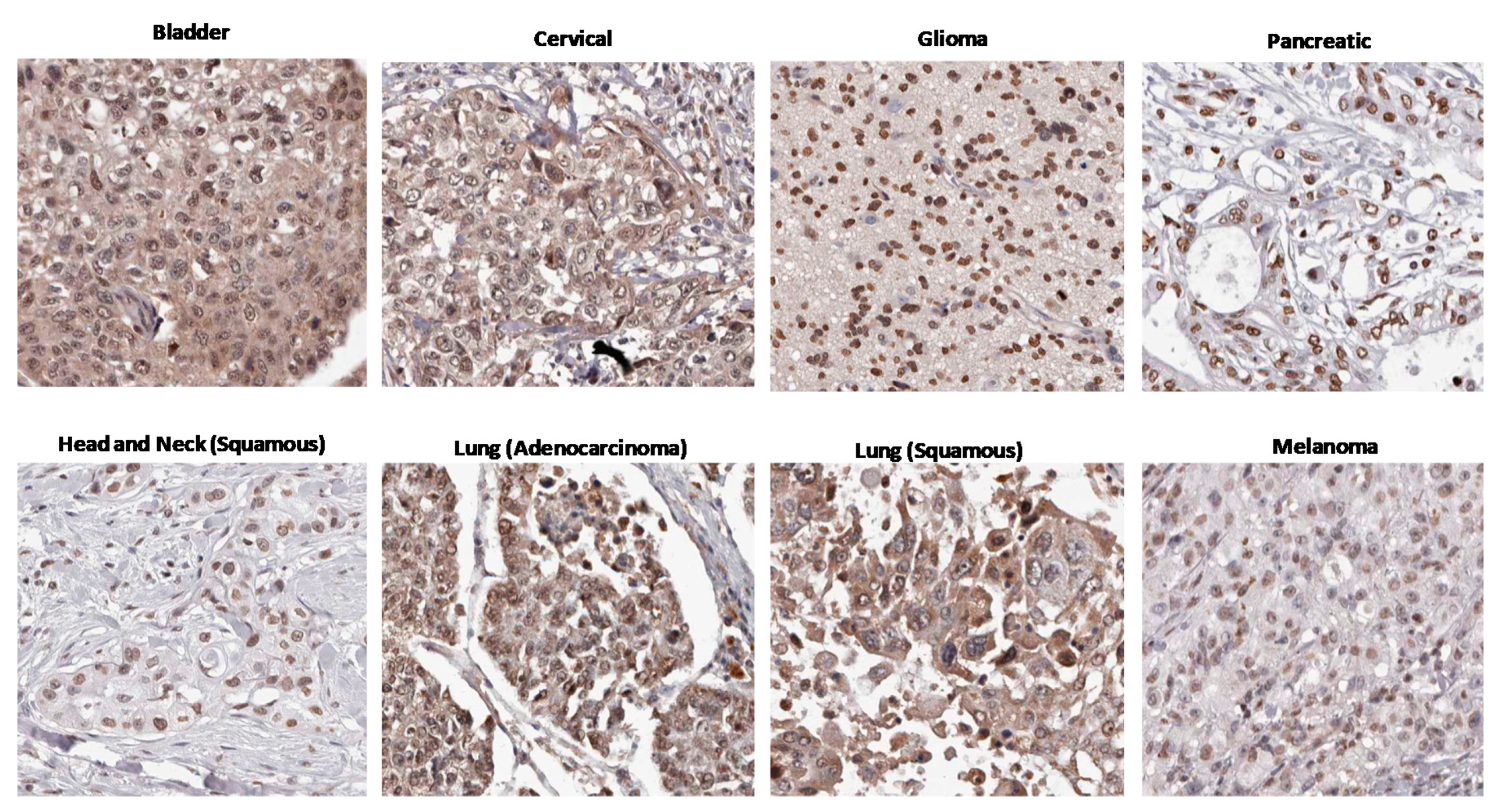 Ijms 22 00387 g002 Ijms 22 00387 g002