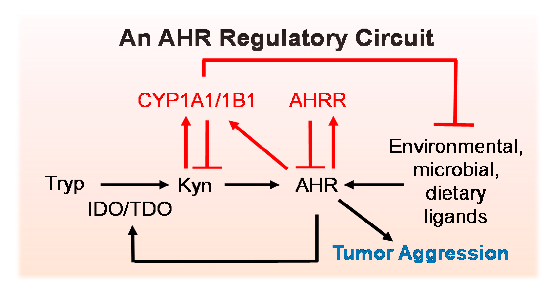 Ijms 22 00387 g004 Ijms 22 00387 g004