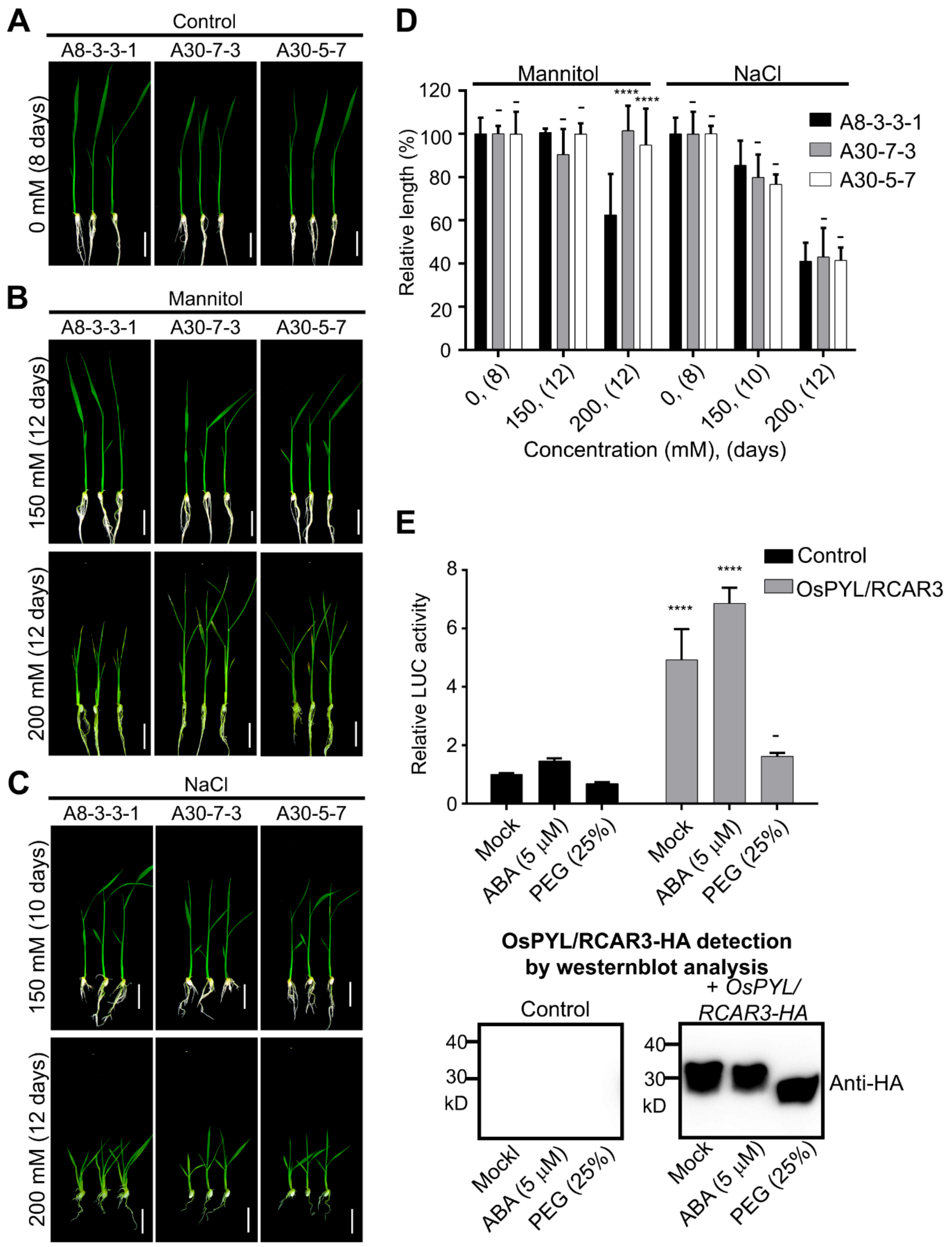 IJMS | Free Full-Text | OsPP2C09 Is a Bifunctional Regulator in Both ABA-Dependent  and Independent Abiotic Stress Signaling Pathways