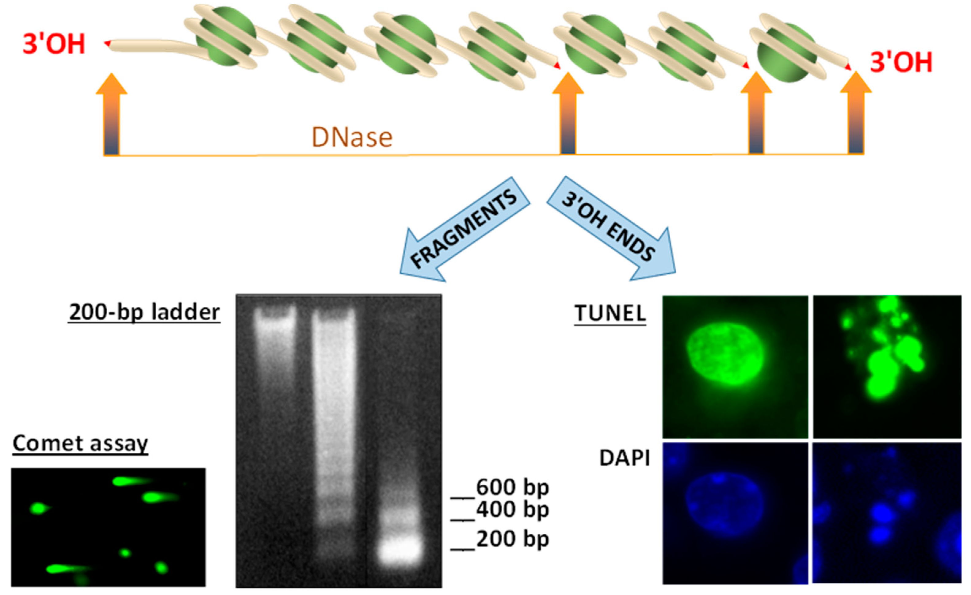 Ijms 22 00412 g002 Ijms 22 00412 g002