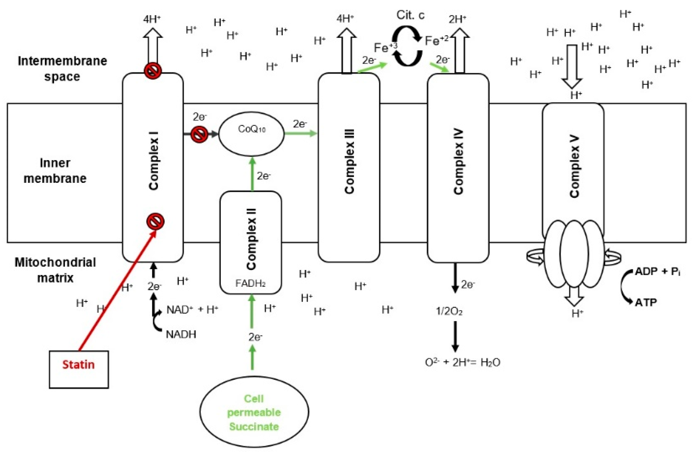 IJMS | Free Full-Text | Cell-Permeable Succinate Rescues Mitochondrial ...