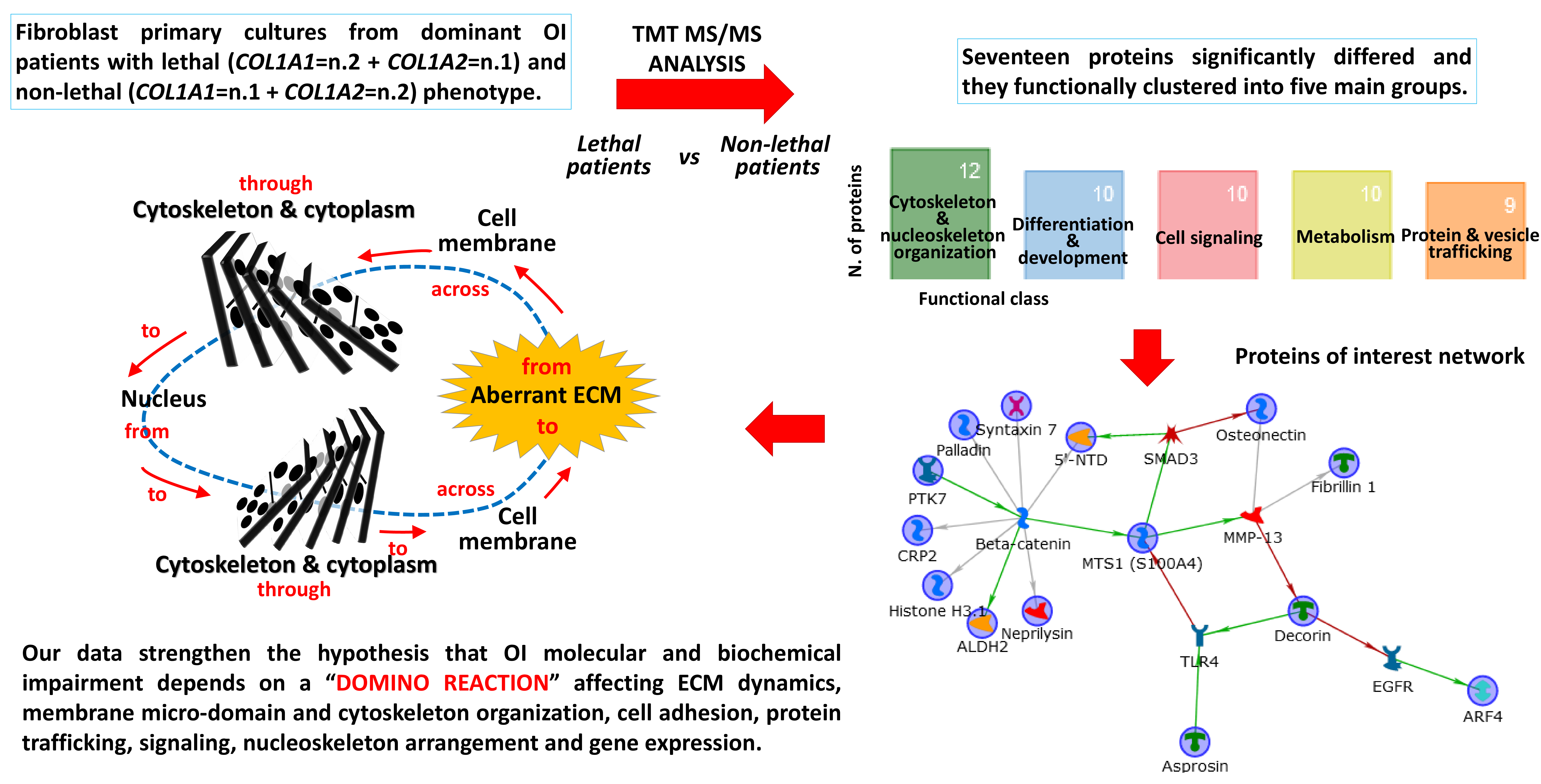 Ijms Free Full Text Intracellular And Extracellular Markers Of Lethality In Osteogenesis Imperfecta A Quantitative Proteomic Approach Html