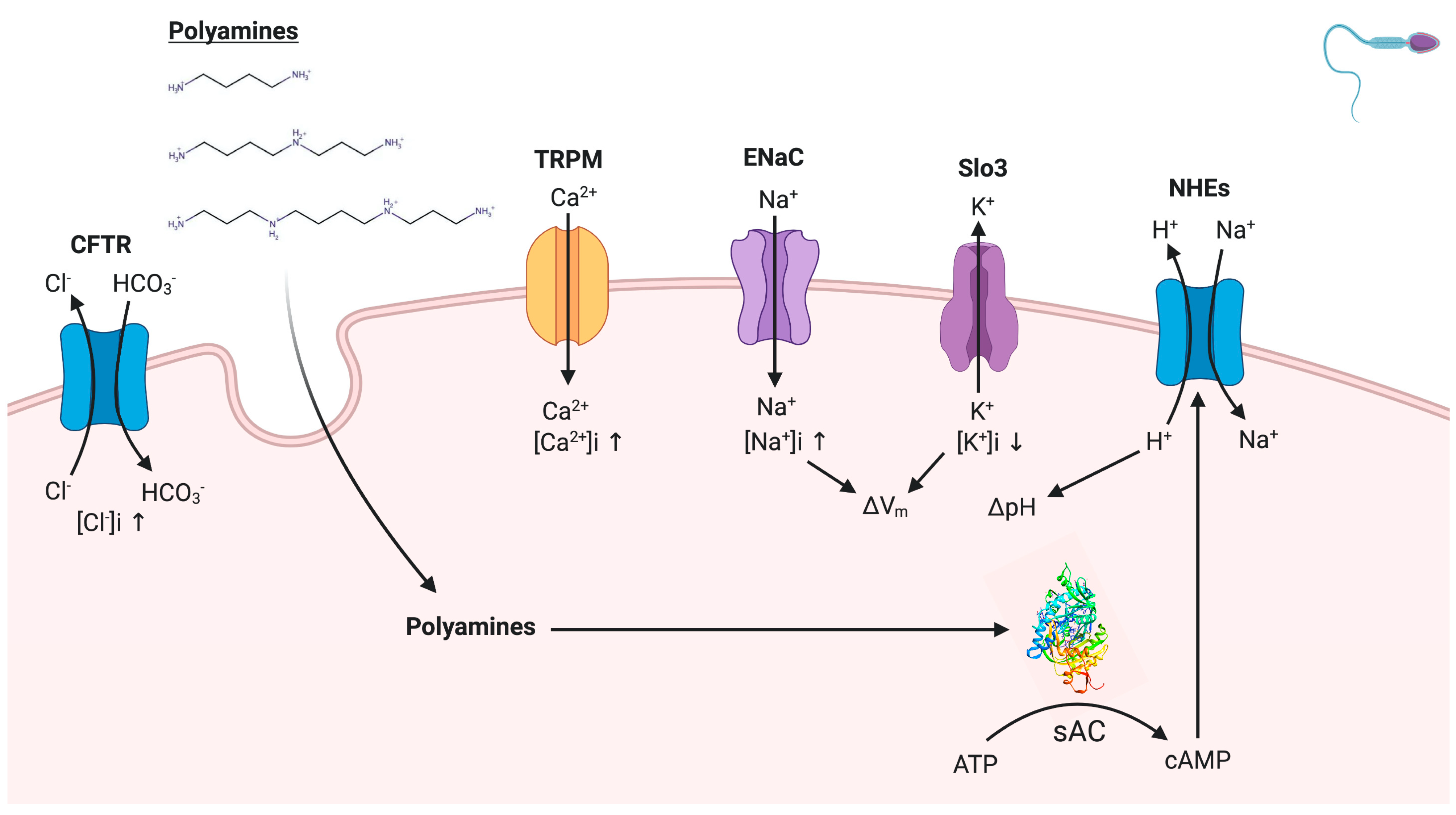 Ijms 22 00441 g006 Ijms 22 00441 g006