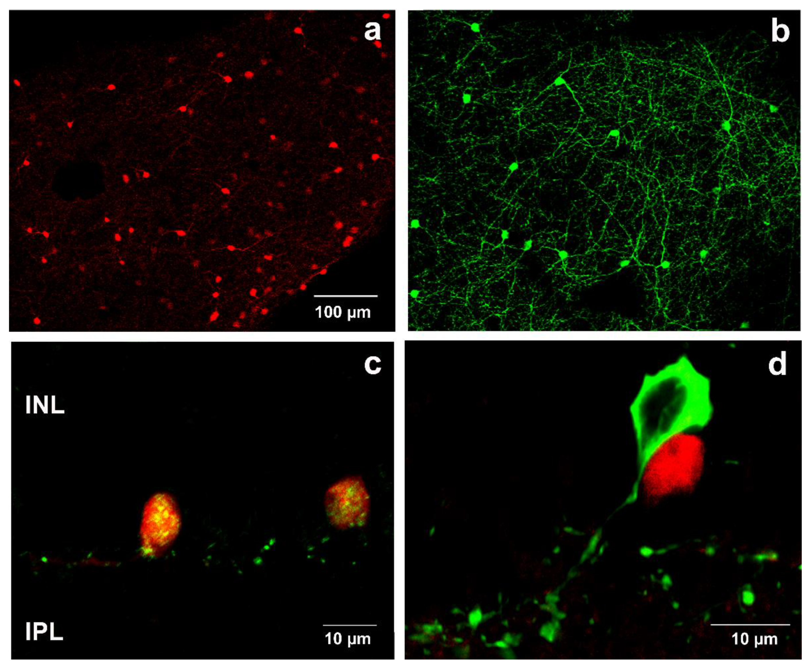 Ijms 22 00444 g001 Ijms 22 00444 g001