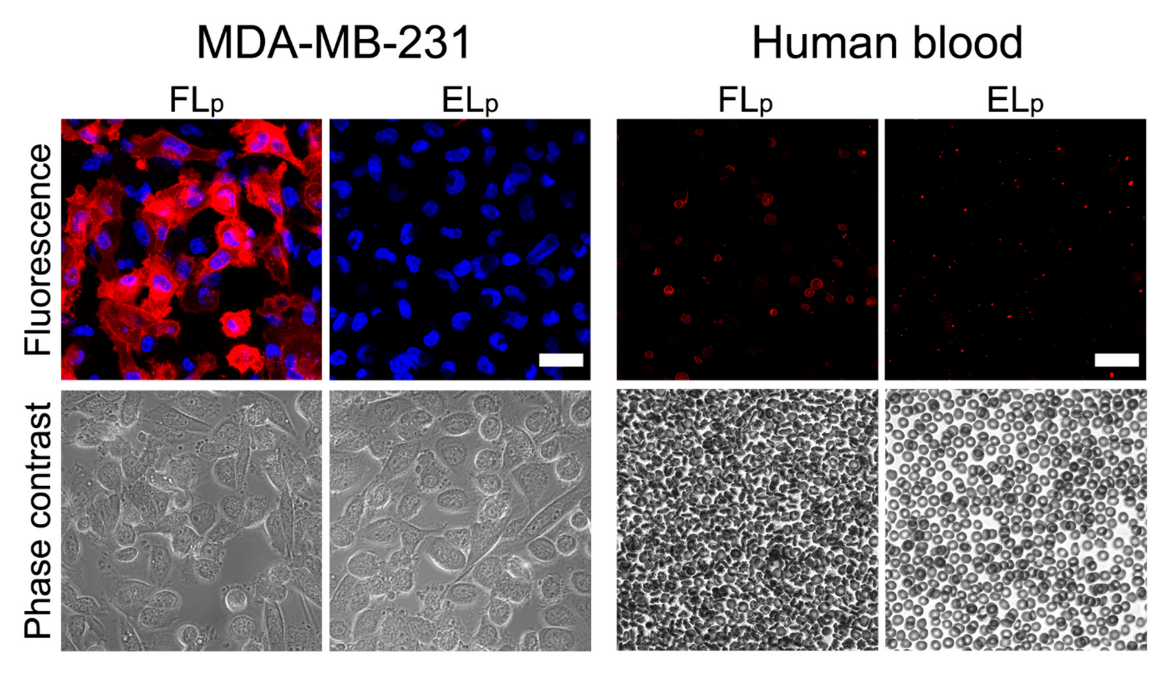 Ijms 22 00457 g005 Ijms 22 00457 g005