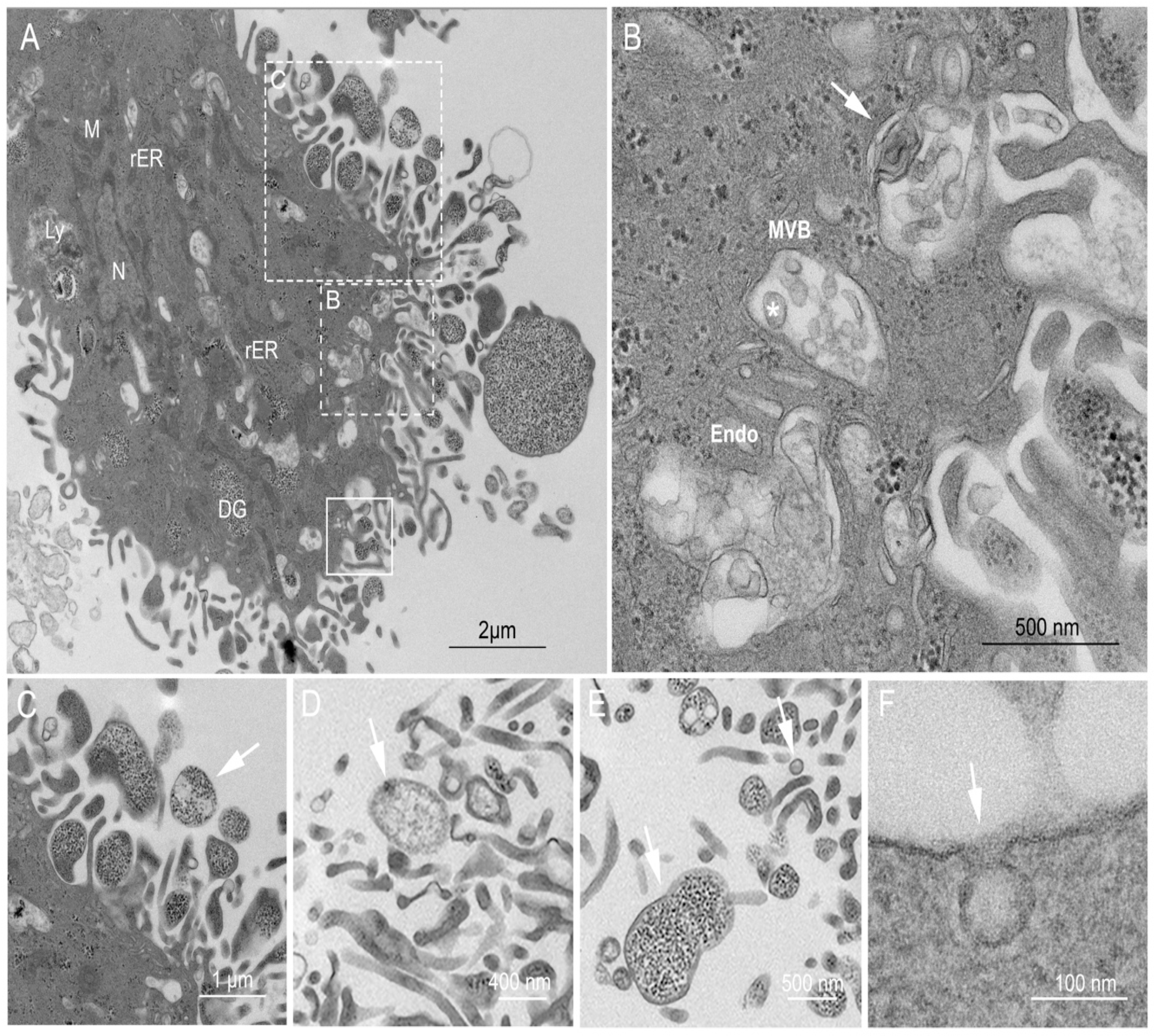 Ijms 22 00459 g002 Ijms 22 00459 g002