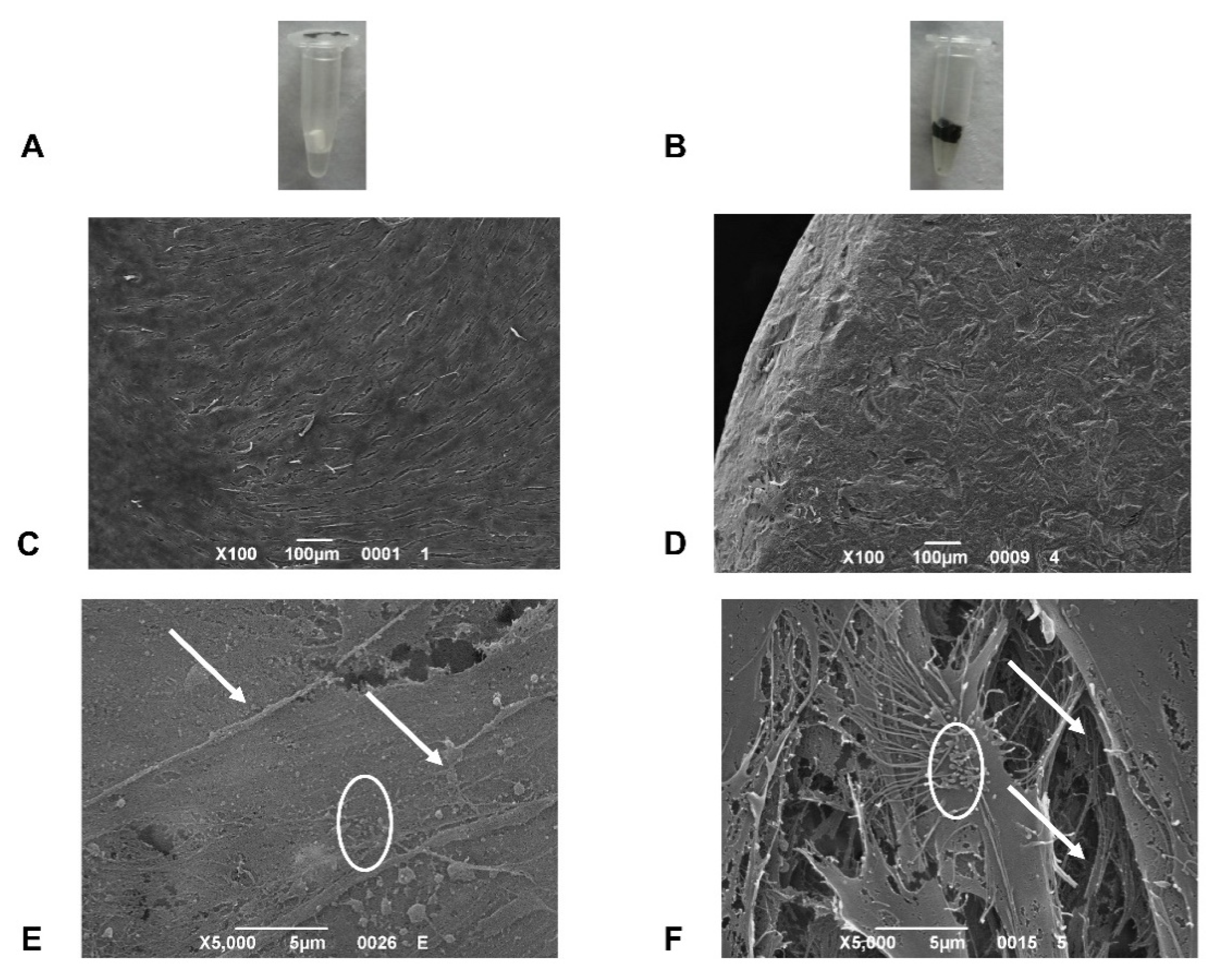 Ijms 22 00475 g003 Ijms 22 00475 g003