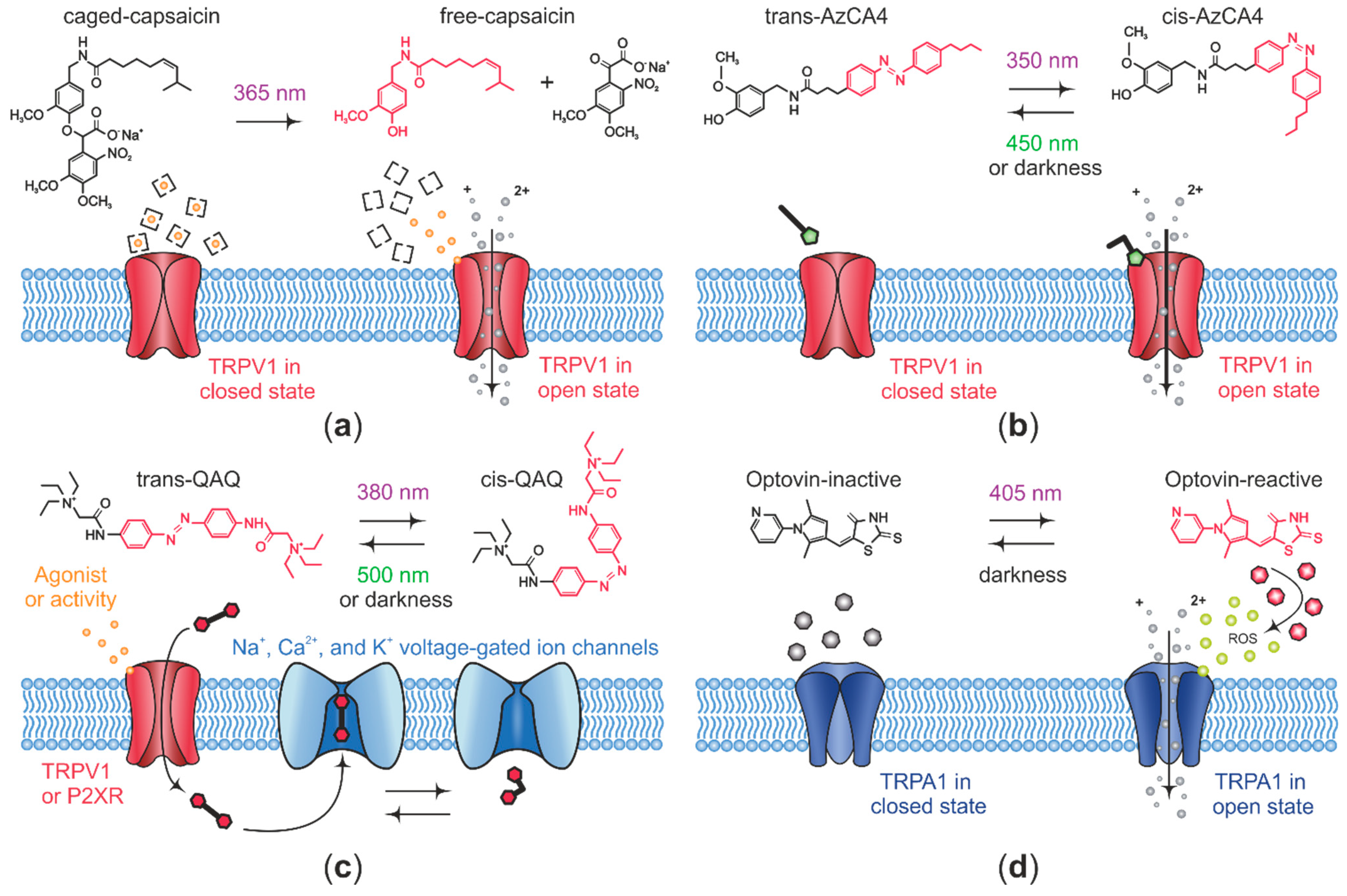 Ijms 22 00481 g002 Ijms 22 00481 g002
