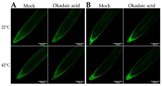 Ijms Free Full Text Arabidopsis Bzip18 And Bzip52 Accumulate In Nuclei Following Heat Stress Where They Regulate The Expression Of A Similar Set Of Genes Html