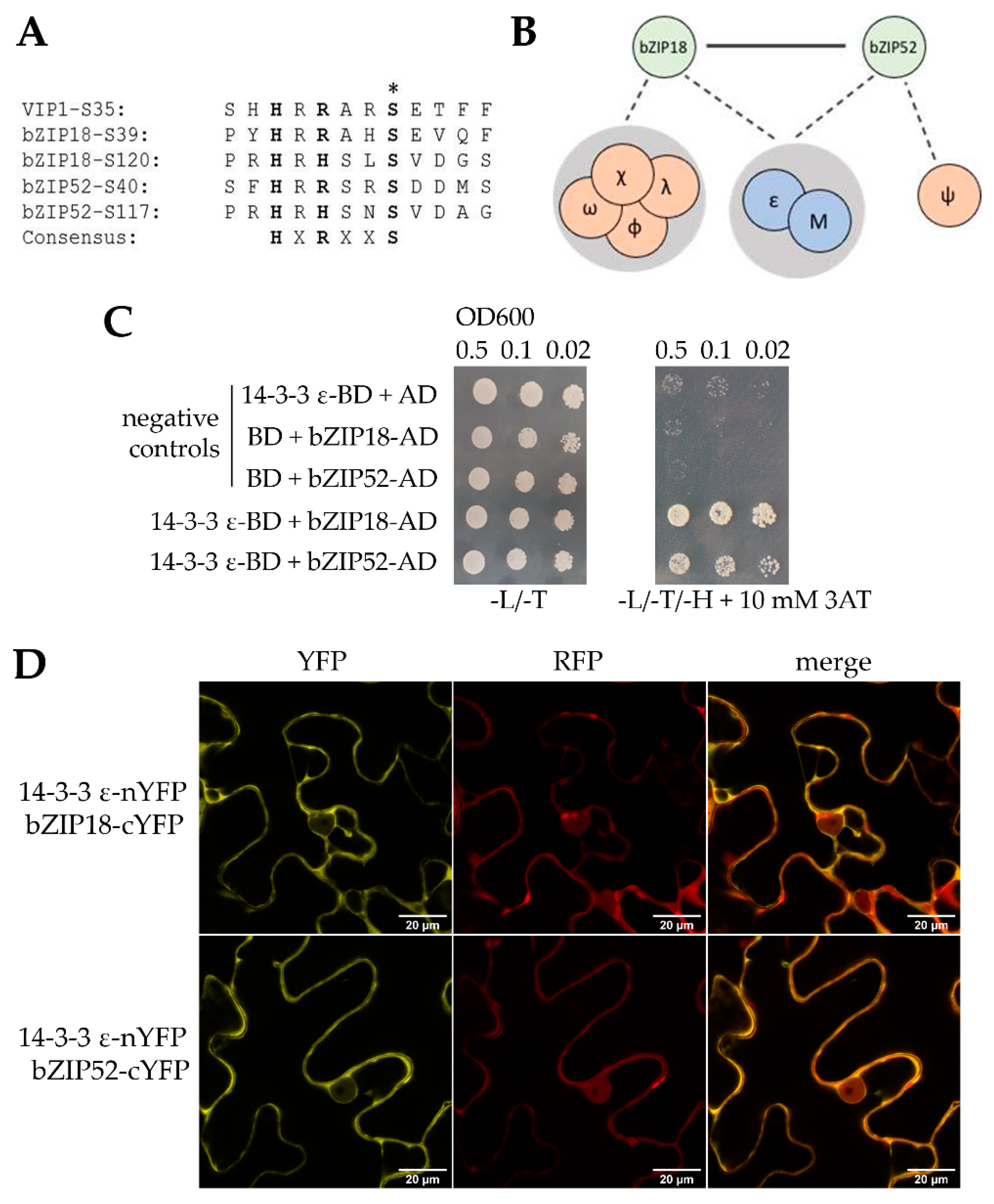 Ijms Free Full Text Arabidopsis Bzip18 And Bzip52 Accumulate In Nuclei Following Heat Stress Where They Regulate The Expression Of A Similar Set Of Genes Html