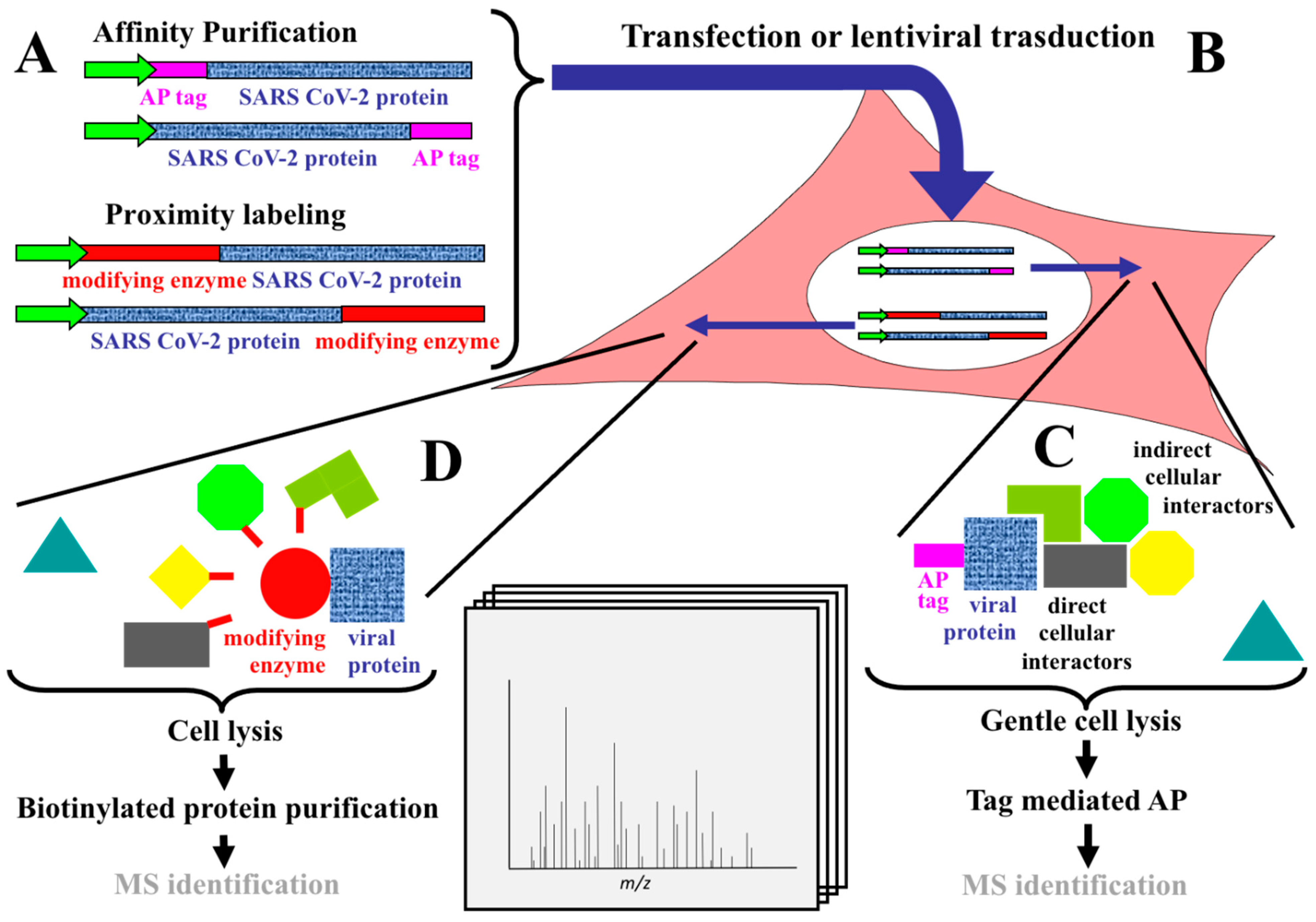 Ijms 22 00532 g001 Ijms 22 00532 g001