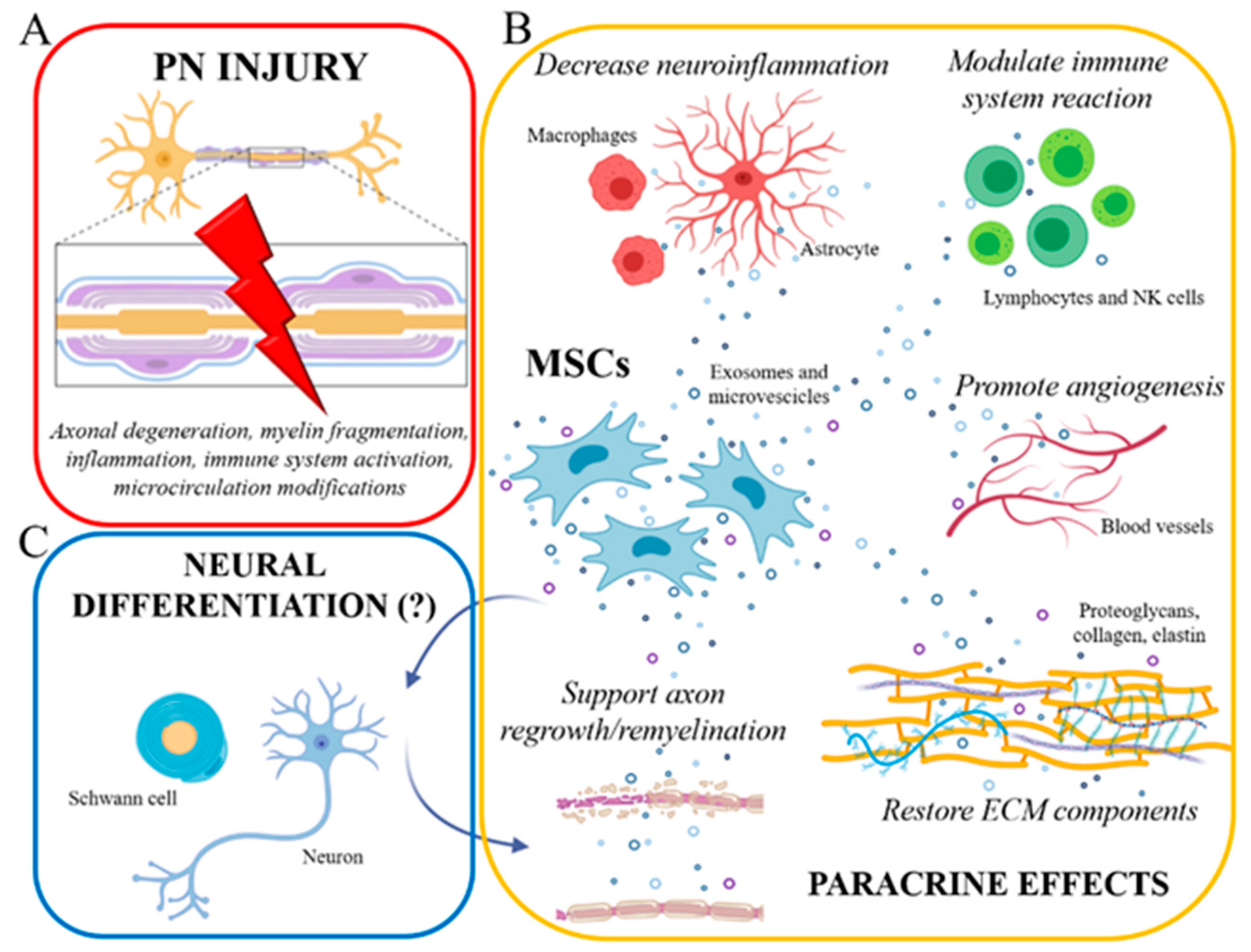 IJMS | Free Full-Text | Mesenchymal Stem Cell Treatment Perspectives in  Peripheral Nerve Regeneration: Systematic Review | HTML