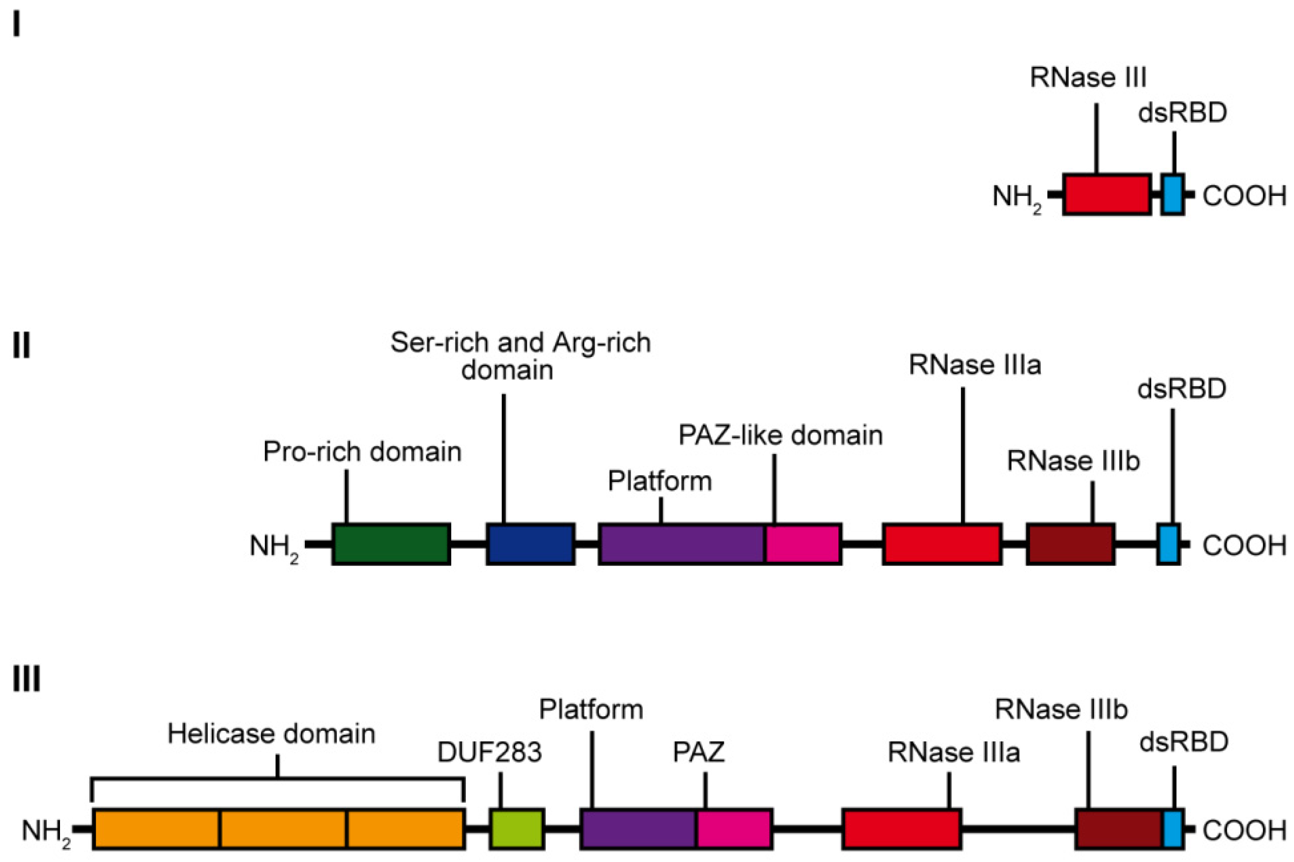 Ijms Free Full Text Genetic Insight Into The Domain Structure And Functions Of Dicer Type Ribonucleases Html