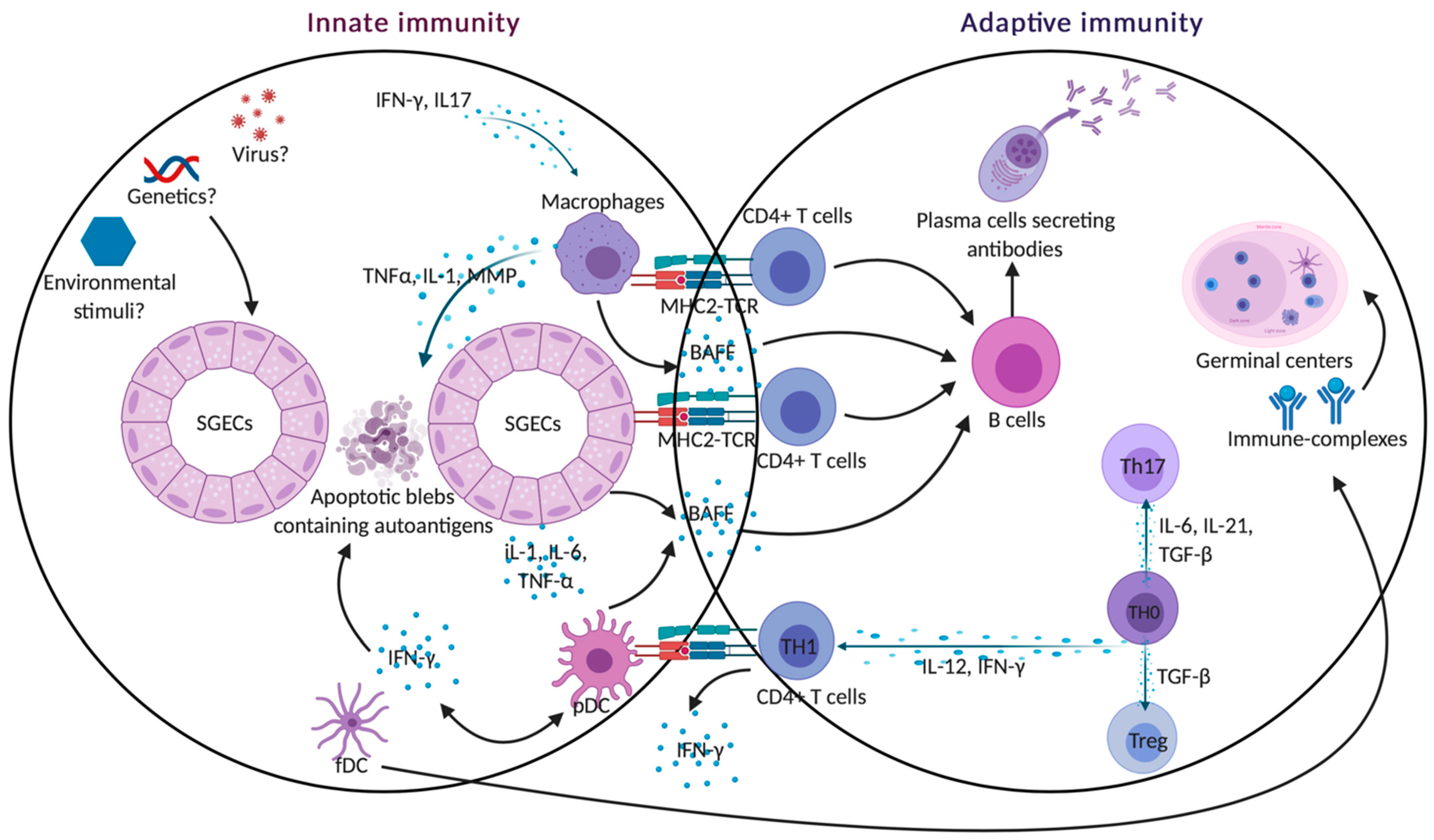 IJMS | Free Full-Text | The Involvement of Innate and Adaptive 
