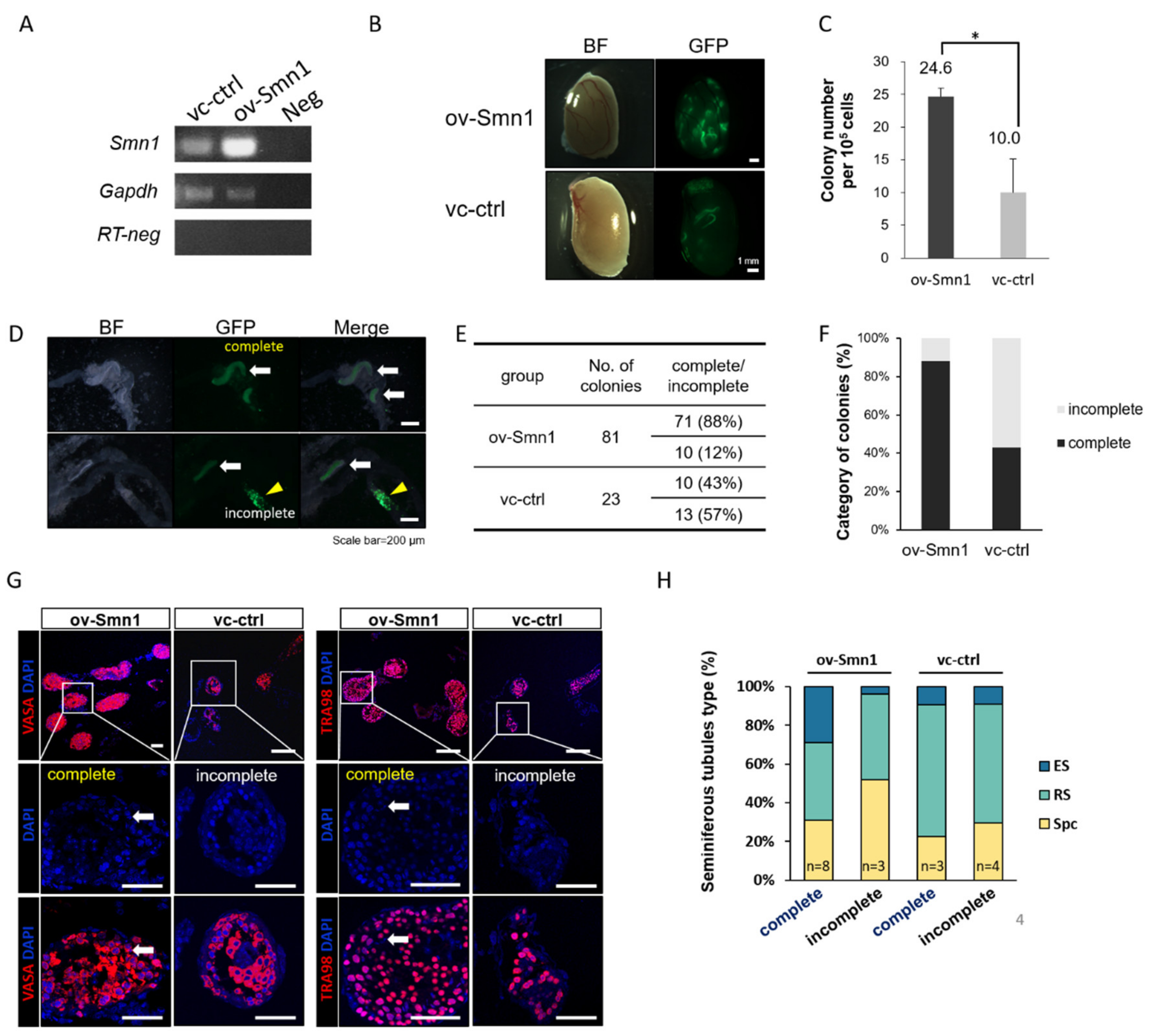 Ijms 22 00661 g002 Ijms 22 00661 g002