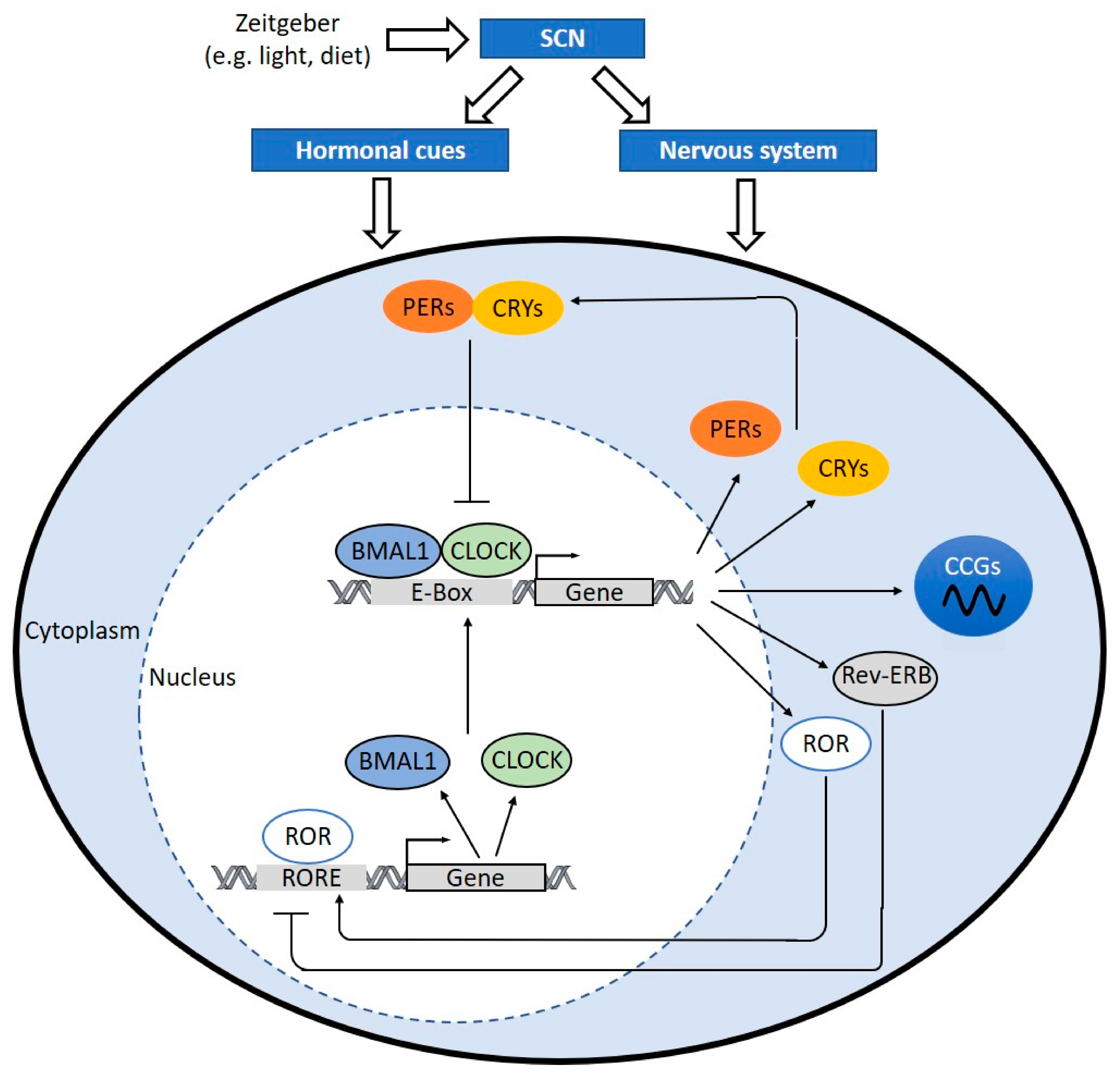 Ijms 22 00676 g002 Ijms 22 00676 g002