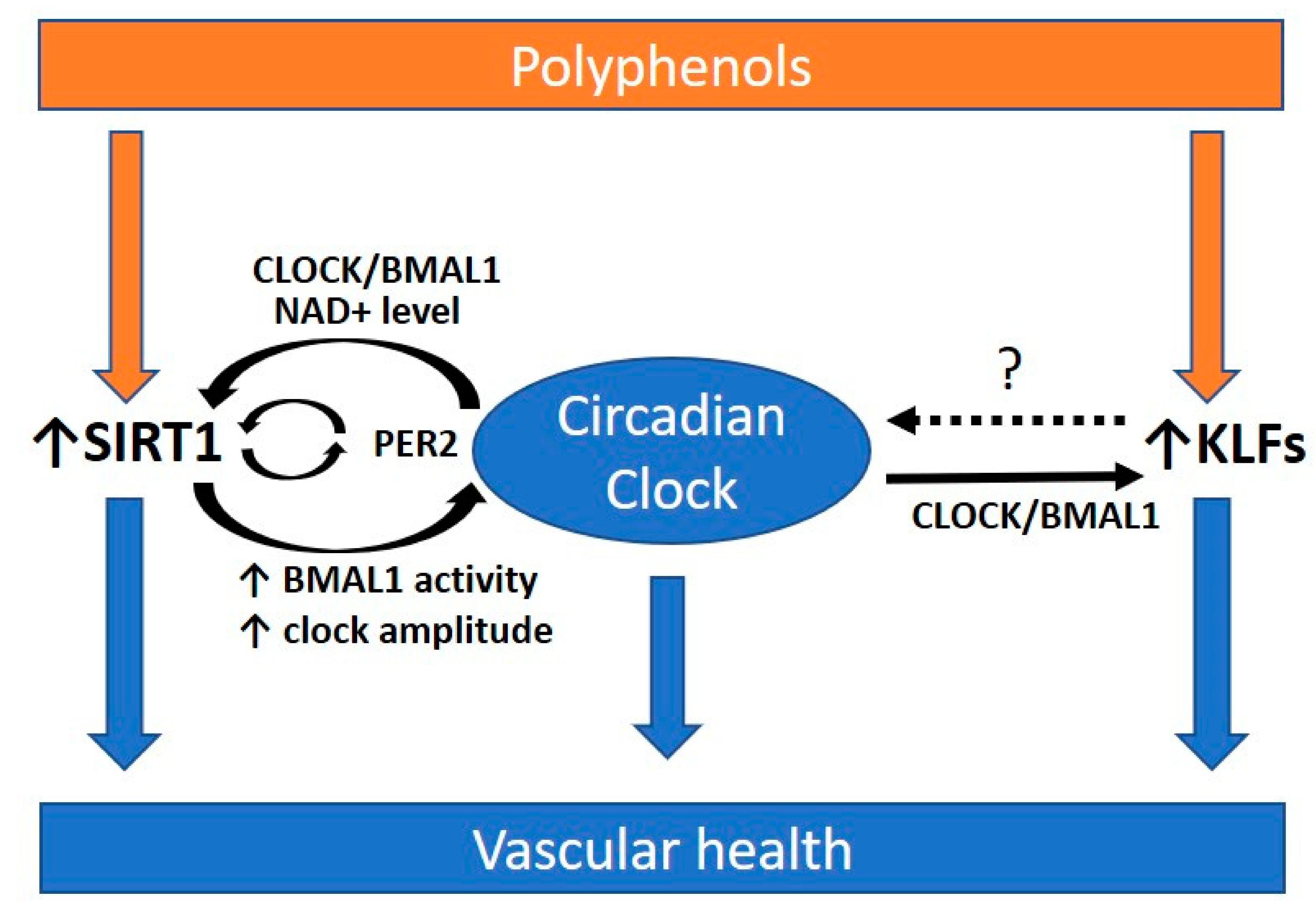 Ijms 22 00676 g003 Ijms 22 00676 g003