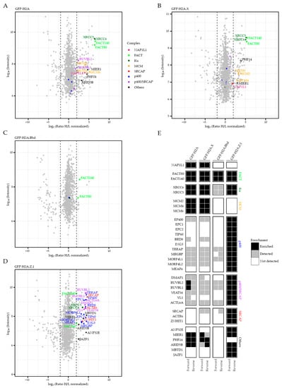 IJMS | Free Full-Text | JAZF1, A Novel p400/TIP60/NuA4 Complex