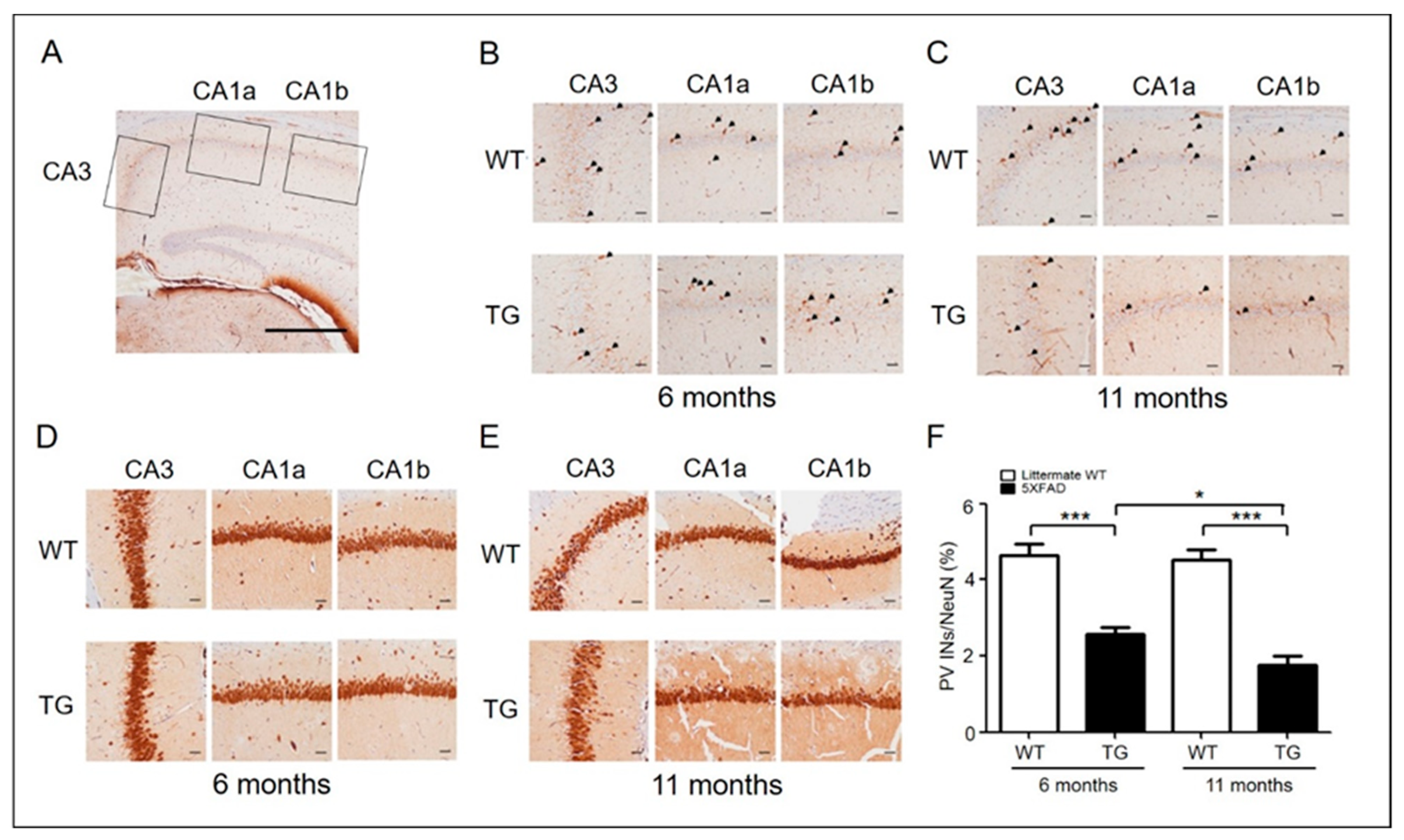 Ijms 22 00698 g001 Ijms 22 00698 g001