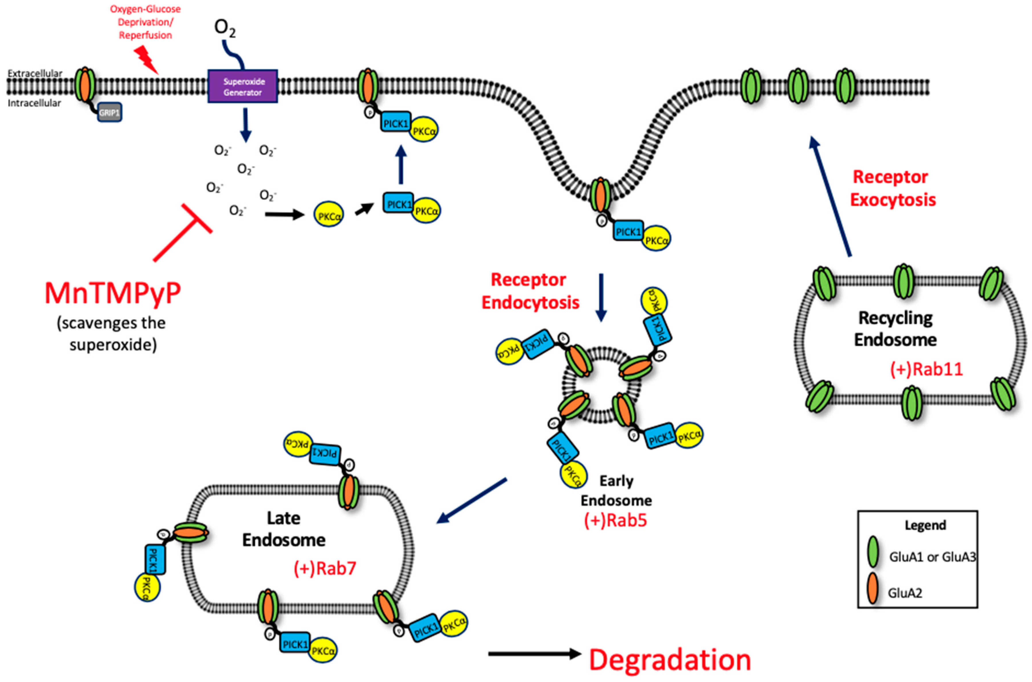 Ijms 22 00717 g008 Ijms 22 00717 g008