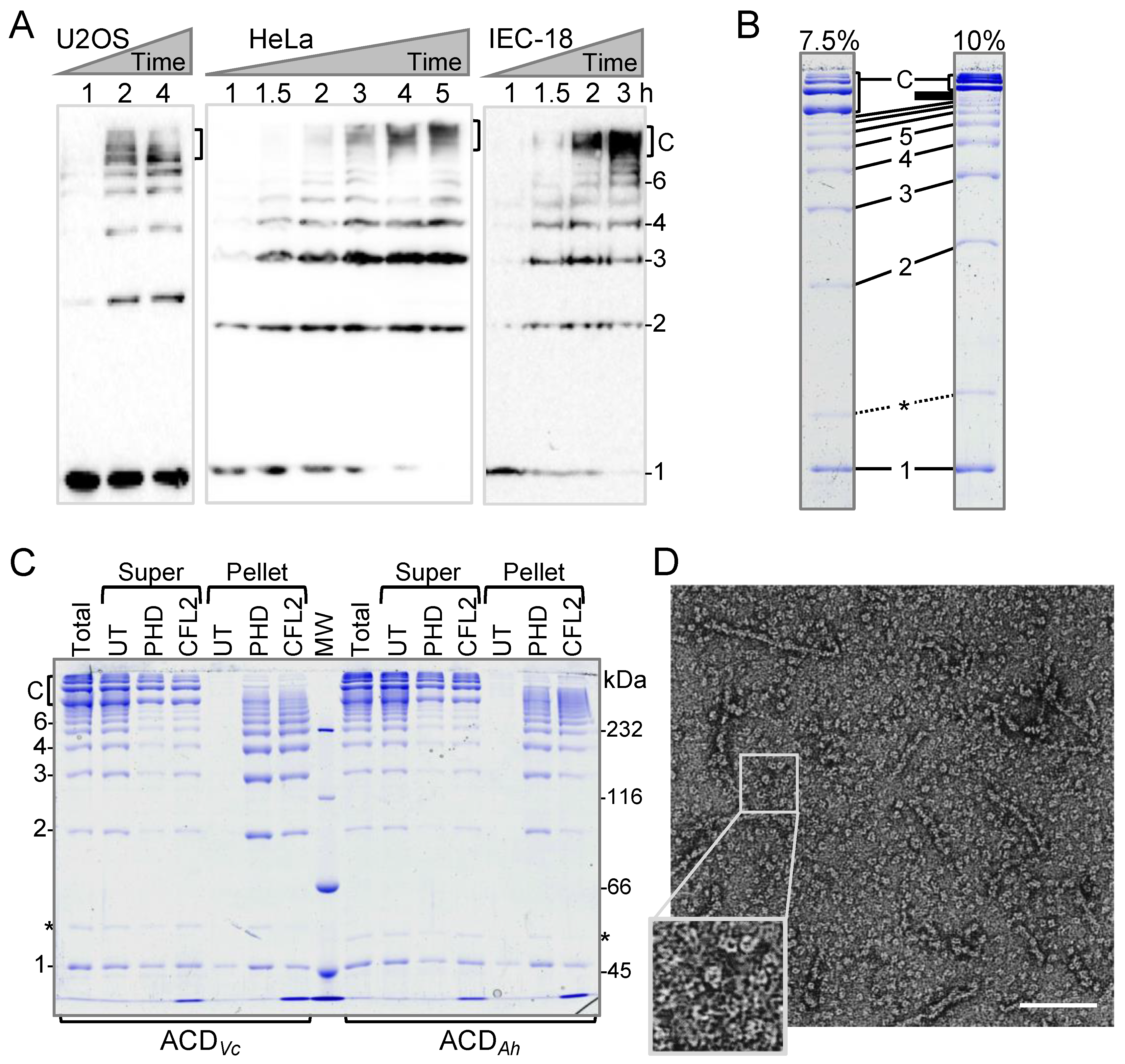 Ijms 22 00718 g001 Ijms 22 00718 g001