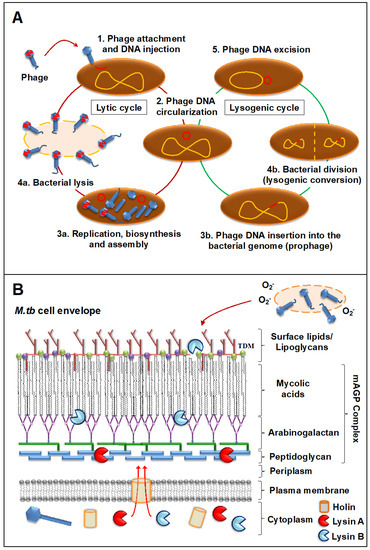 IJMS | Free Full-Text | Mycobacteriophages as Potential