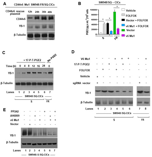 IJMS | Free Full-Text | FOLFOX Therapy Induces Feedback Upregulation of  CD44v6 through YB-1 to Maintain Stemness in Colon Initiating Cells