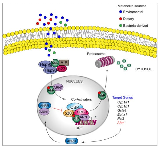 IJMS | Free Full-Text | The Landscape of AhR Regulators and ...