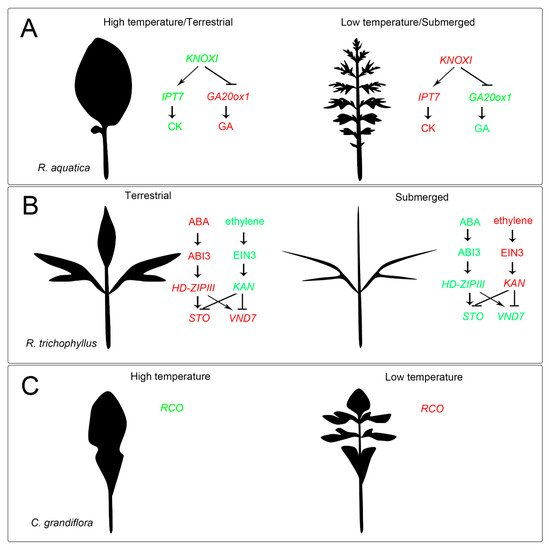 IJMS | Special Issue : Molecular Mechanisms of Leaf Morphogenesis 2.0