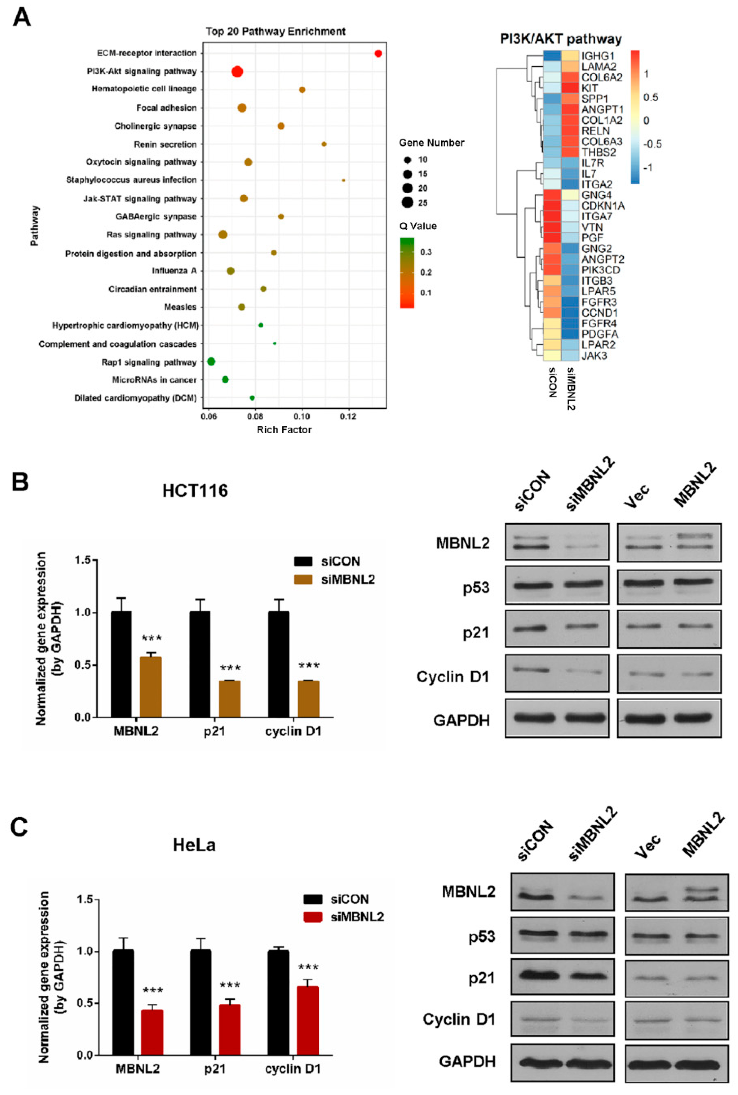 Ijms 22 00783 g001 Ijms 22 00783 g001