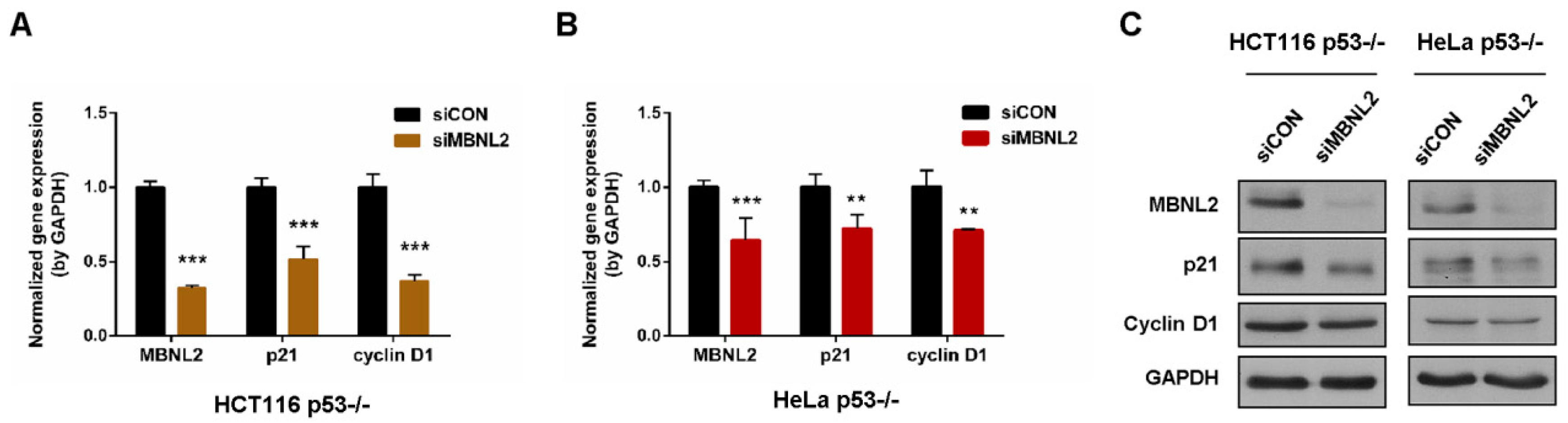 Ijms 22 00783 g002 Ijms 22 00783 g002