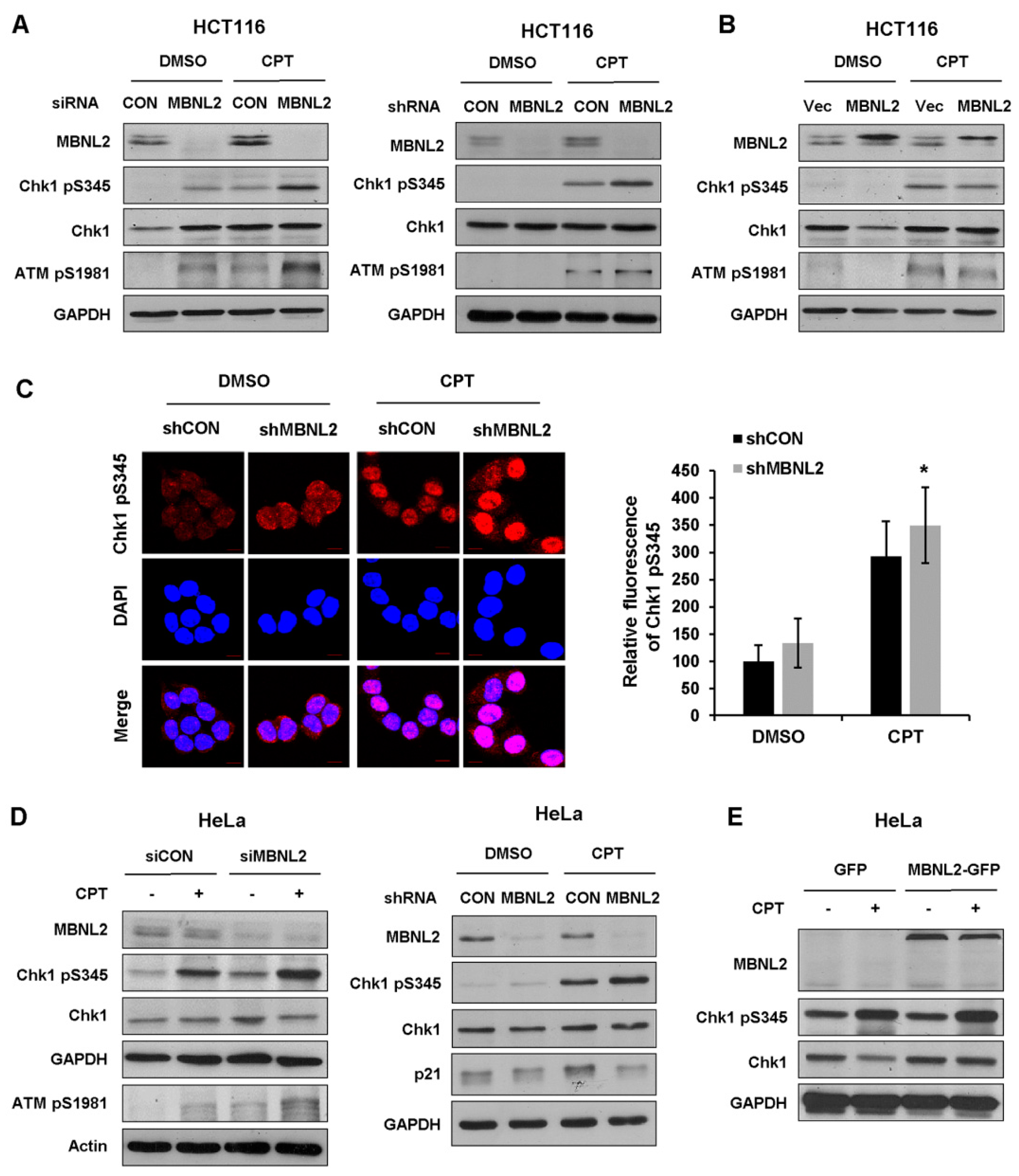 Ijms 22 00783 g004 Ijms 22 00783 g004