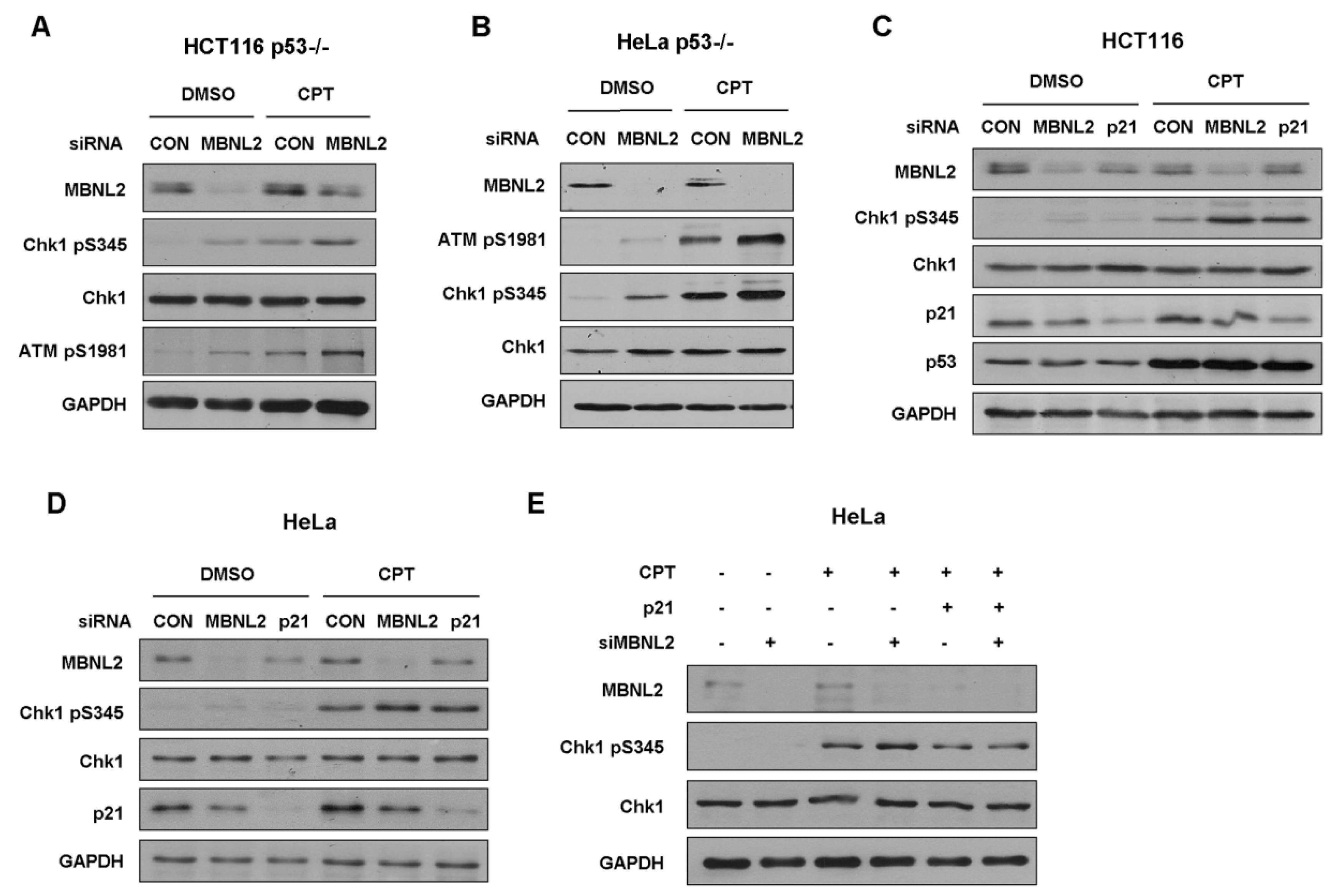 Ijms 22 00783 g005 Ijms 22 00783 g005