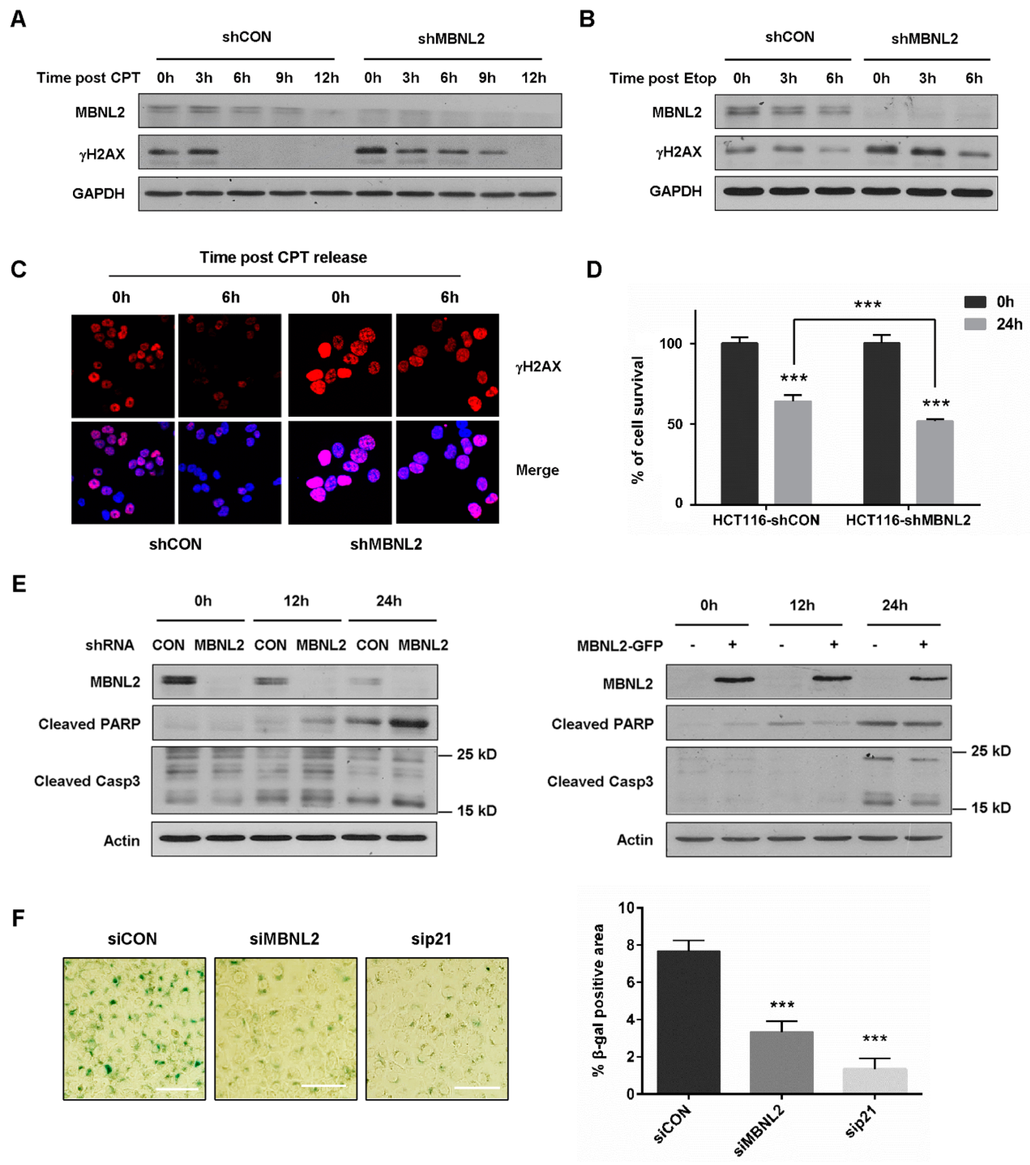 Ijms 22 00783 g006 Ijms 22 00783 g006