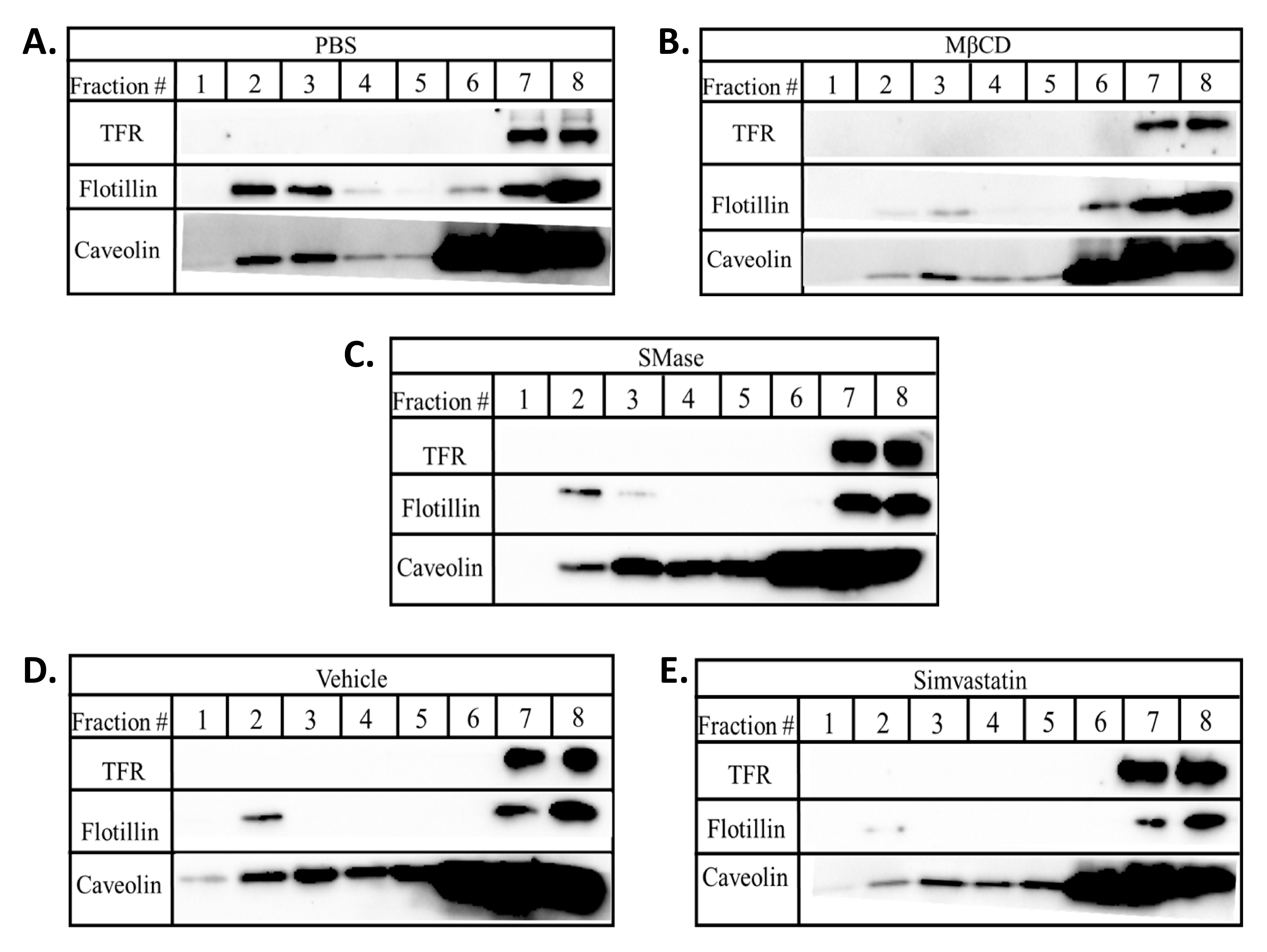 Ijms 22 00798 g004 Ijms 22 00798 g004