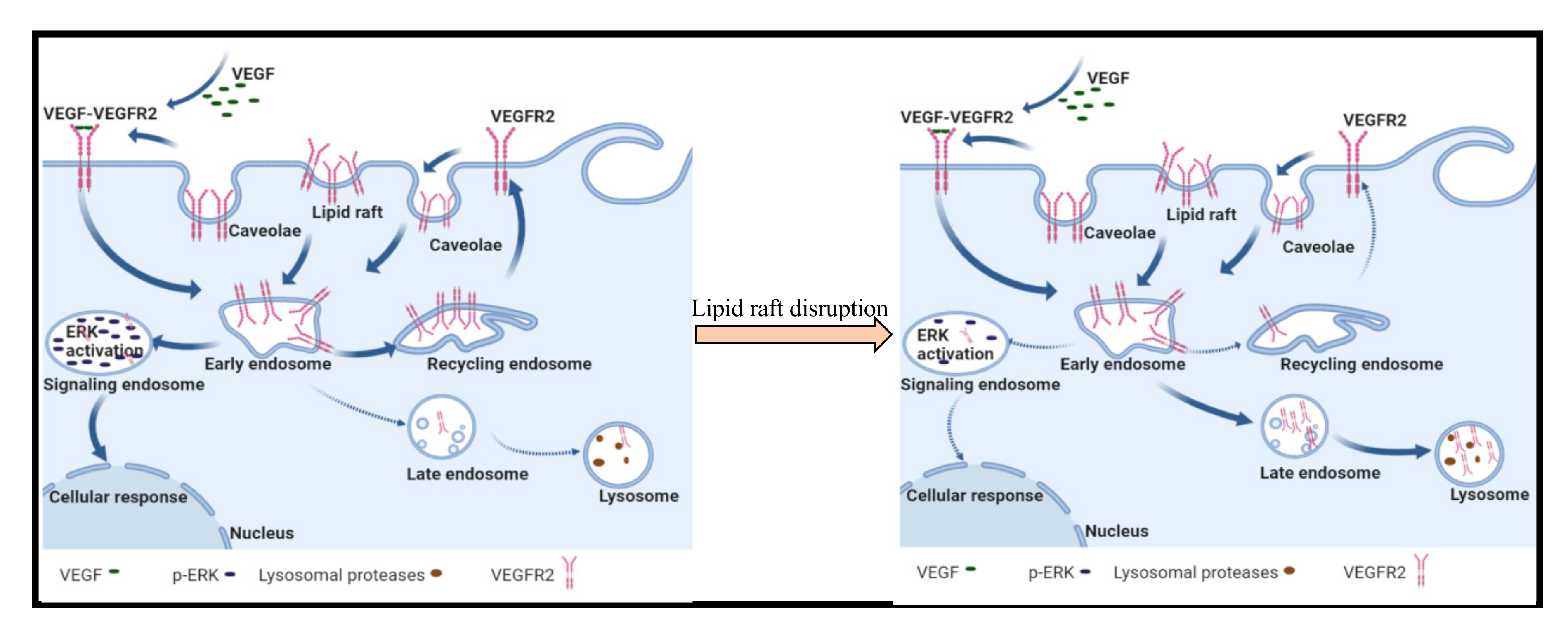 Ijms 22 00798 g008 Ijms 22 00798 g008