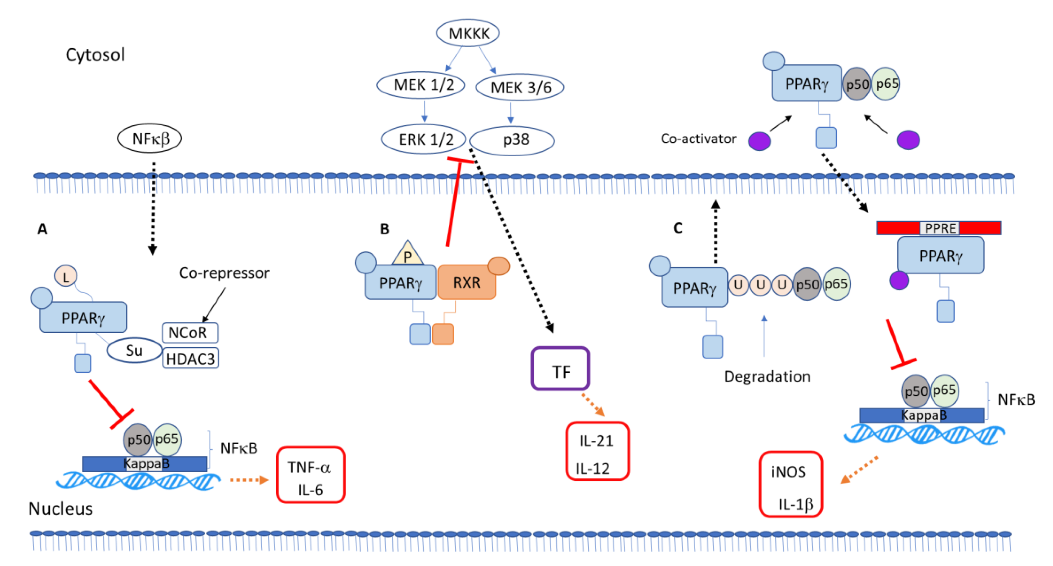 Ijms Free Full Text Ppar Gamma From Definition To Molecular Targets And Therapy Of Lung Diseases Html