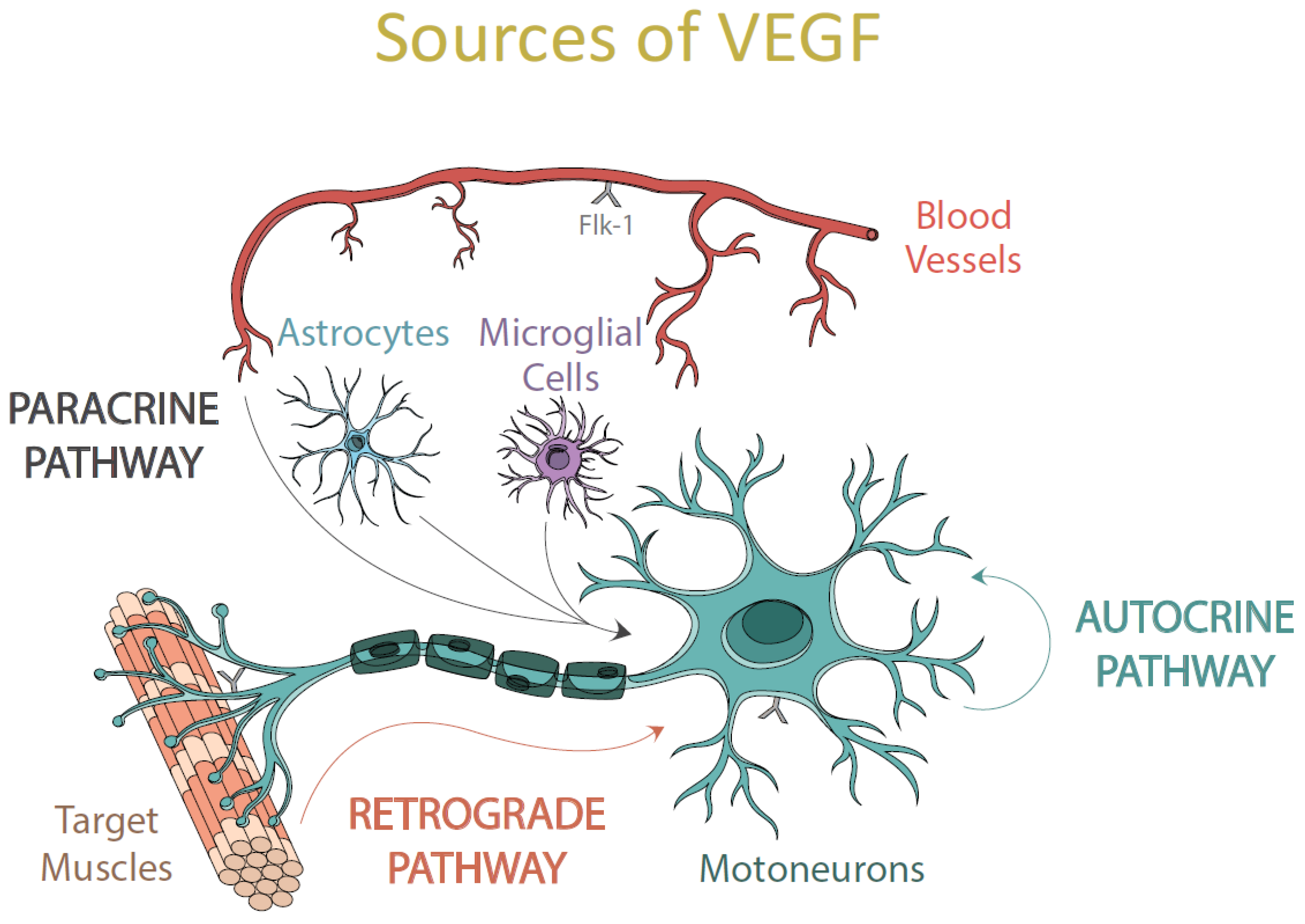 Ijms 22 00814 g002 Ijms 22 00814 g002