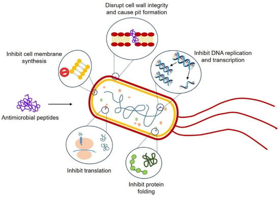 IJMS | Special Issue : Analysing Bacterial Infection, Microbiome ...