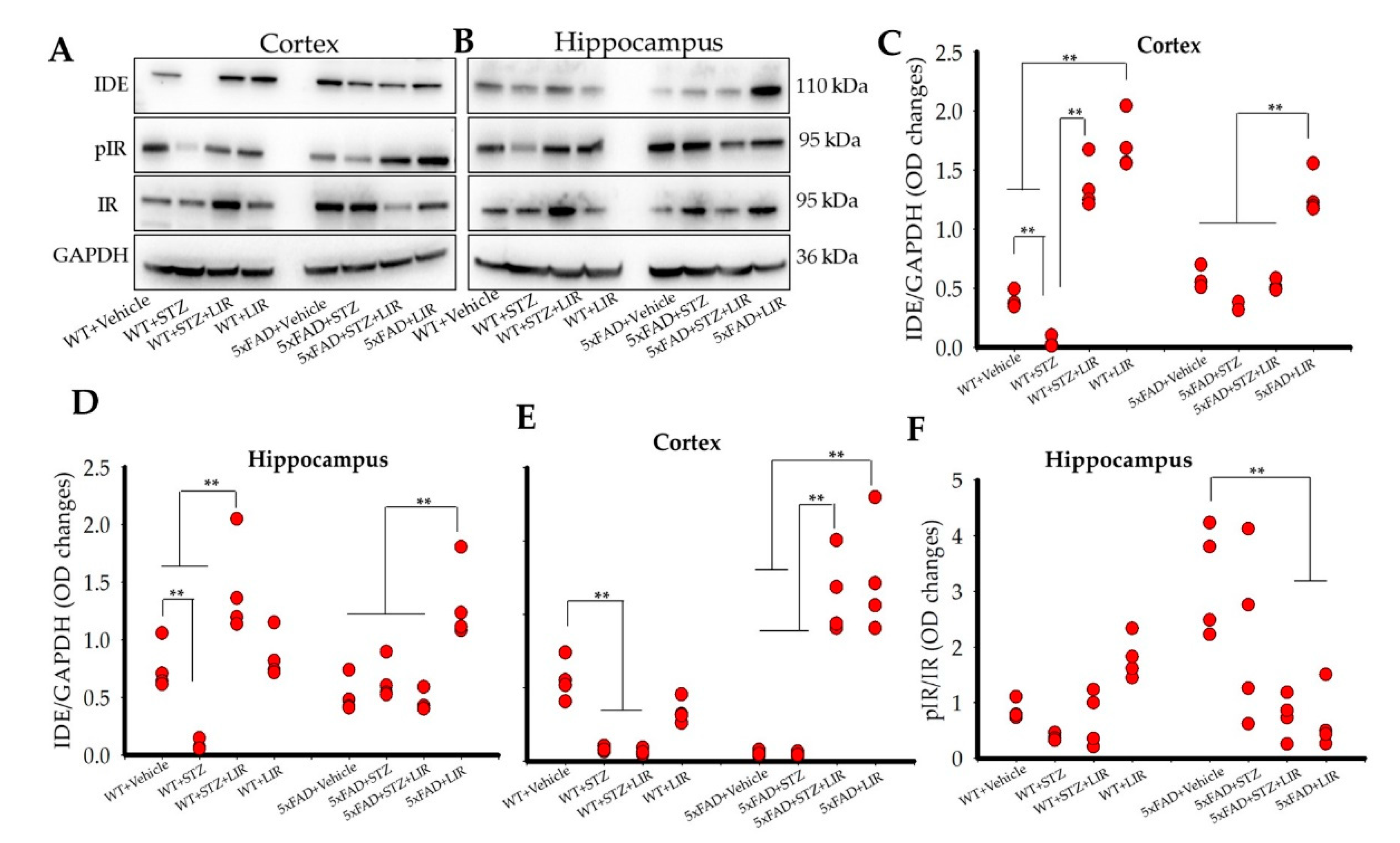 Ijms 22 00860 g005 Ijms 22 00860 g005