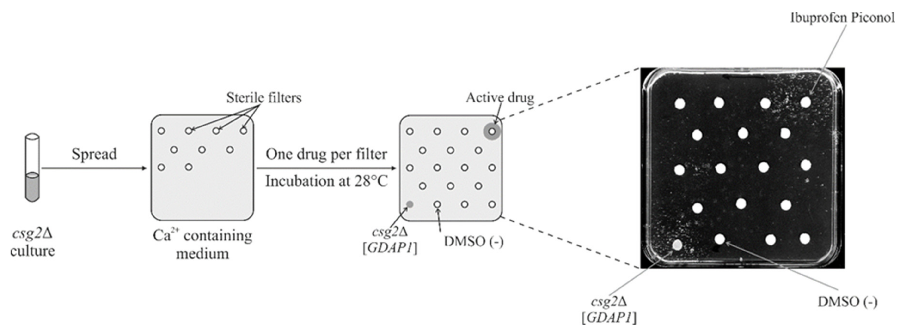 Ijms 22 00914 g008 Ijms 22 00914 g008