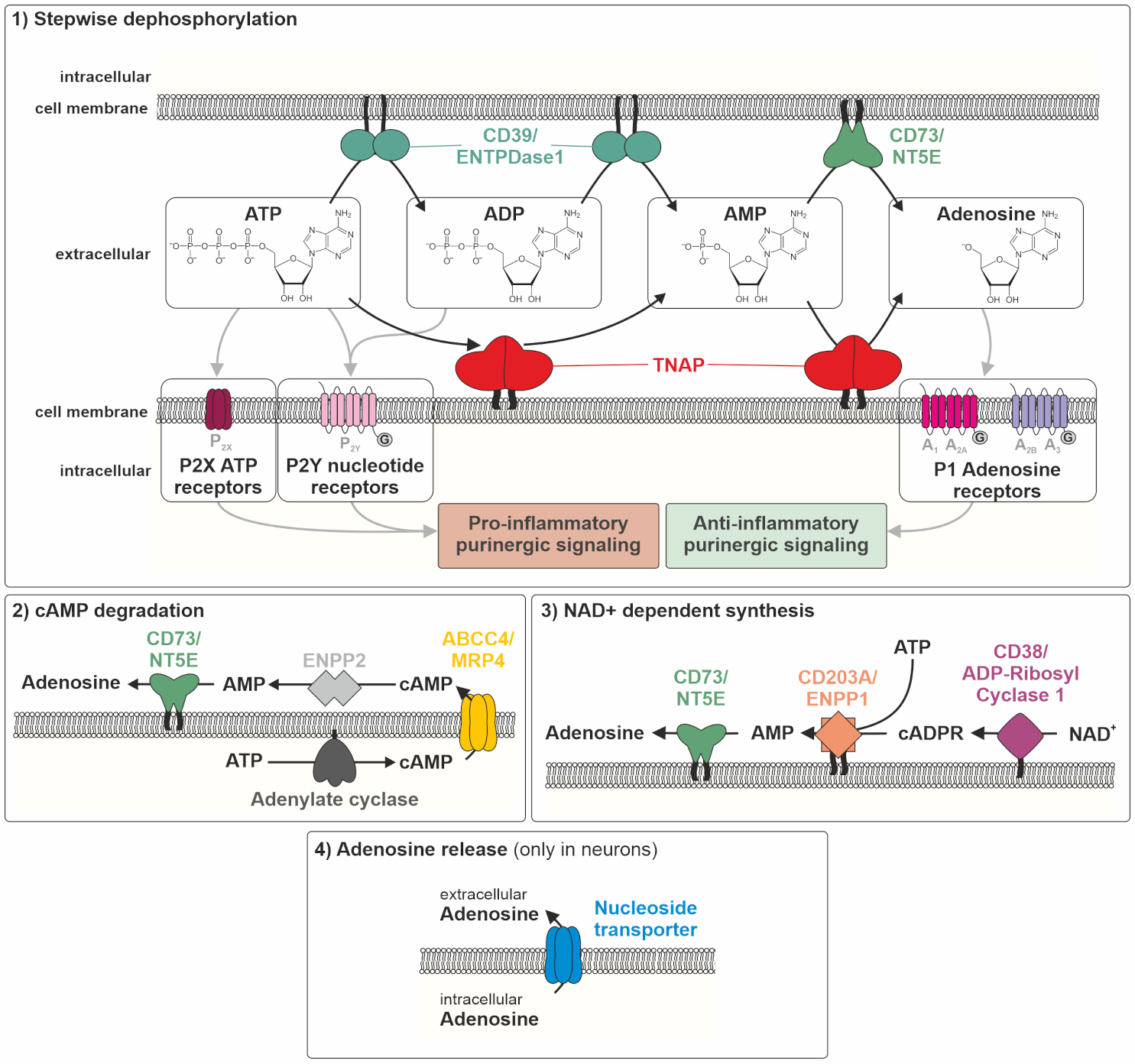 Ijms 22 00919 g001 Ijms 22 00919 g001